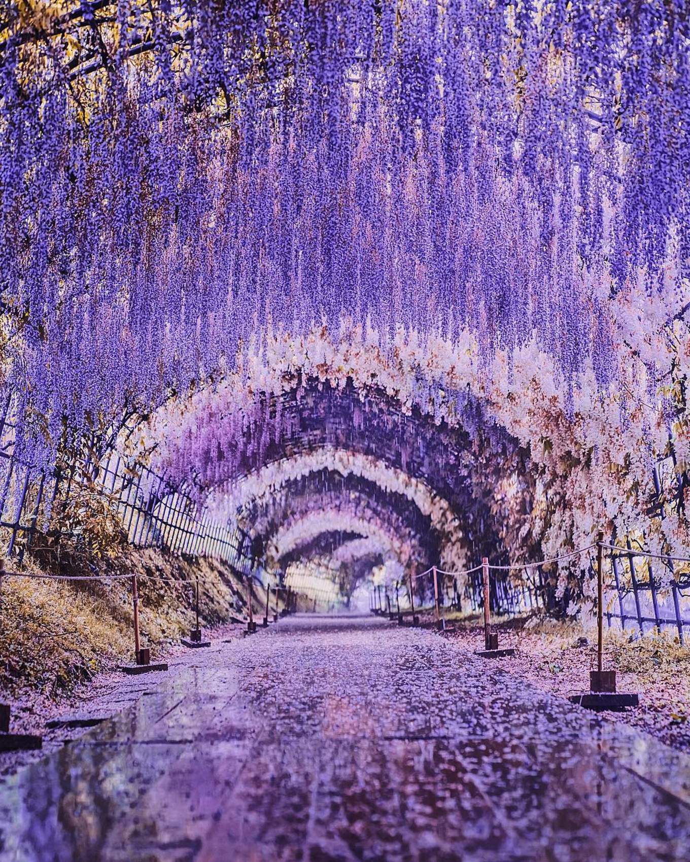 A tunnel of Wisteria flowers in Kitakyushu Japan r/interestingasfuck