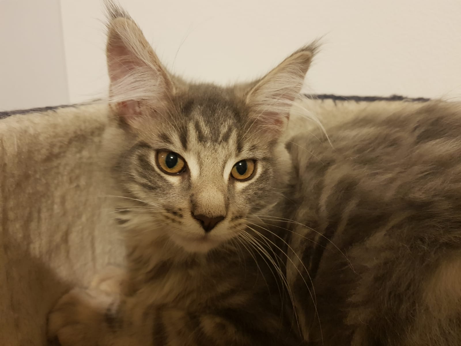 Can you tell by looking at the photos if this is definitely a Maine