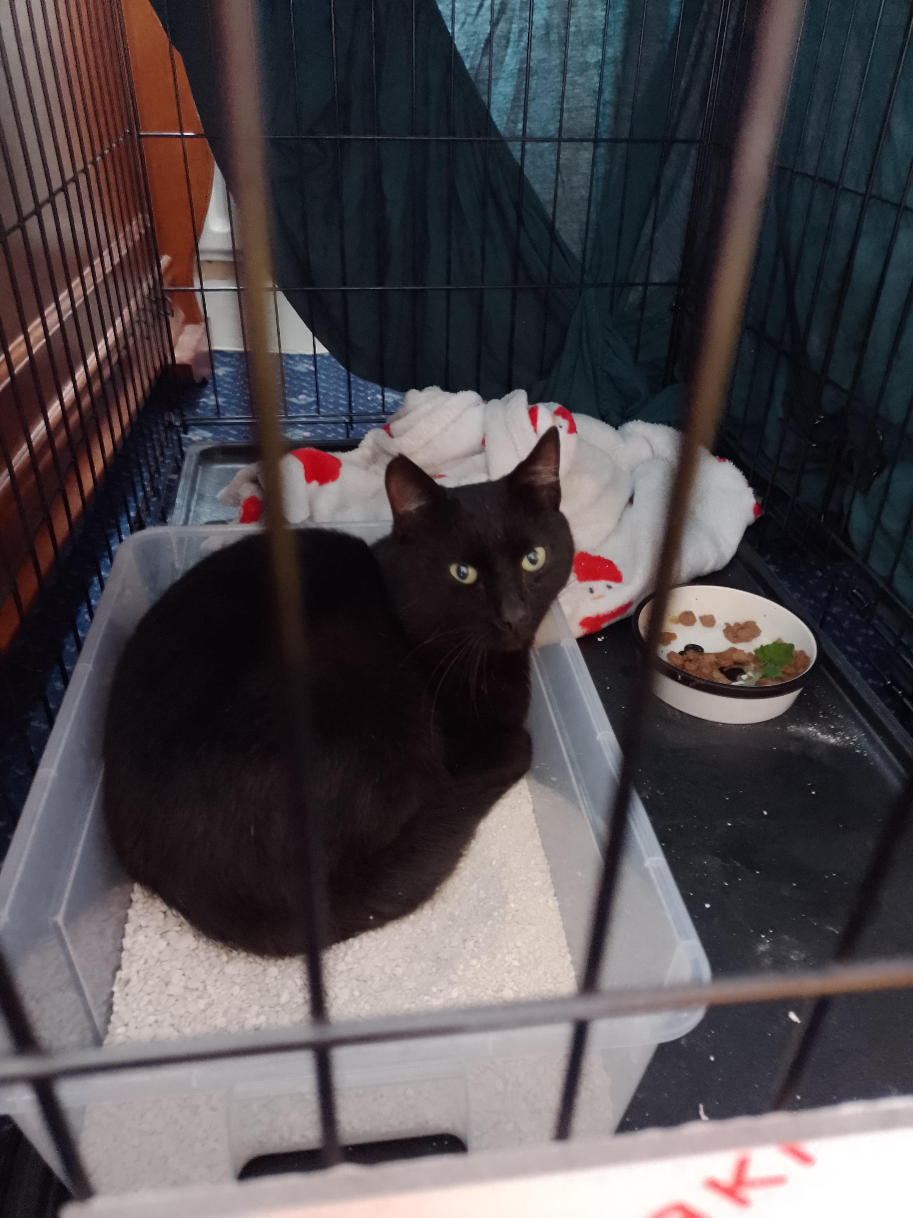 222 best r/feral_cats images on Pholder I need all the advice and