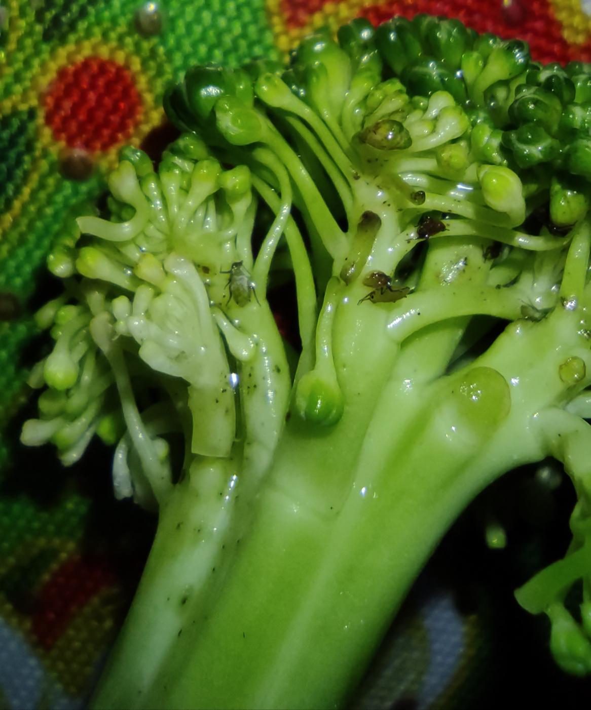 What are those bugs on my broccoli? (Tamaulipas, México) r/whatsthisbug