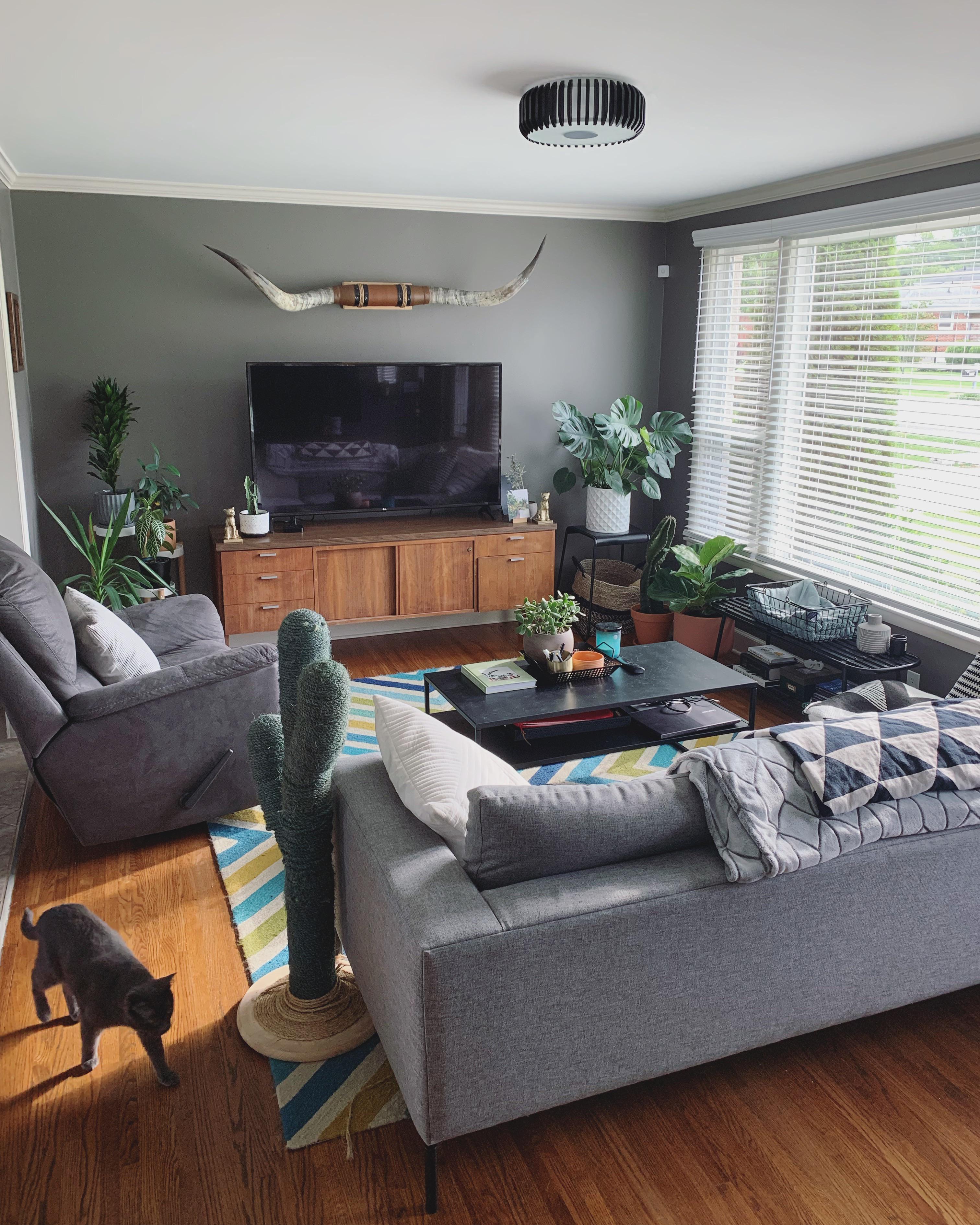 Morning light, Living Room Nashville TN r/AmateurRoomPorn