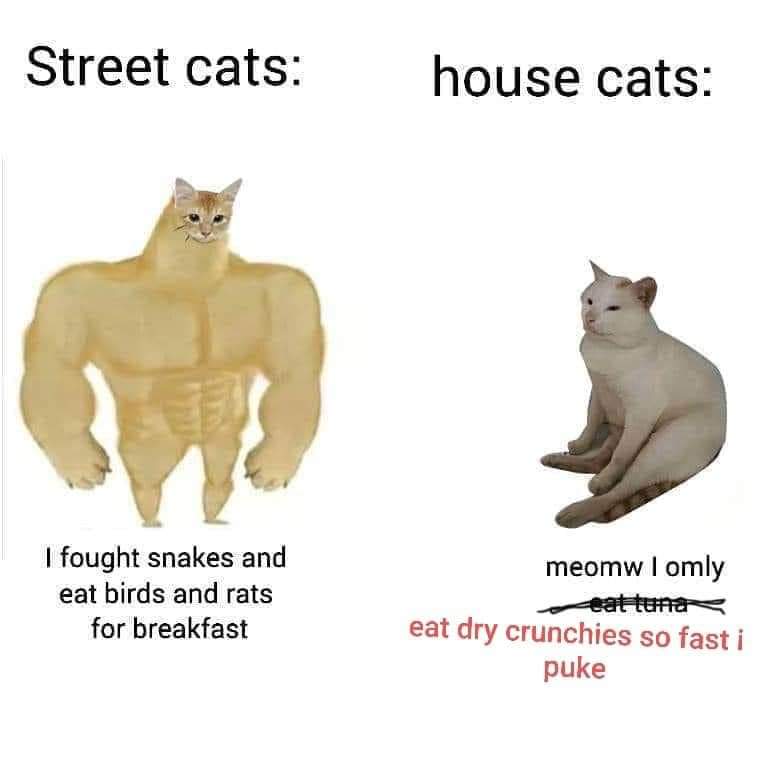 Street cats vs. house cats lol r/Catmemes