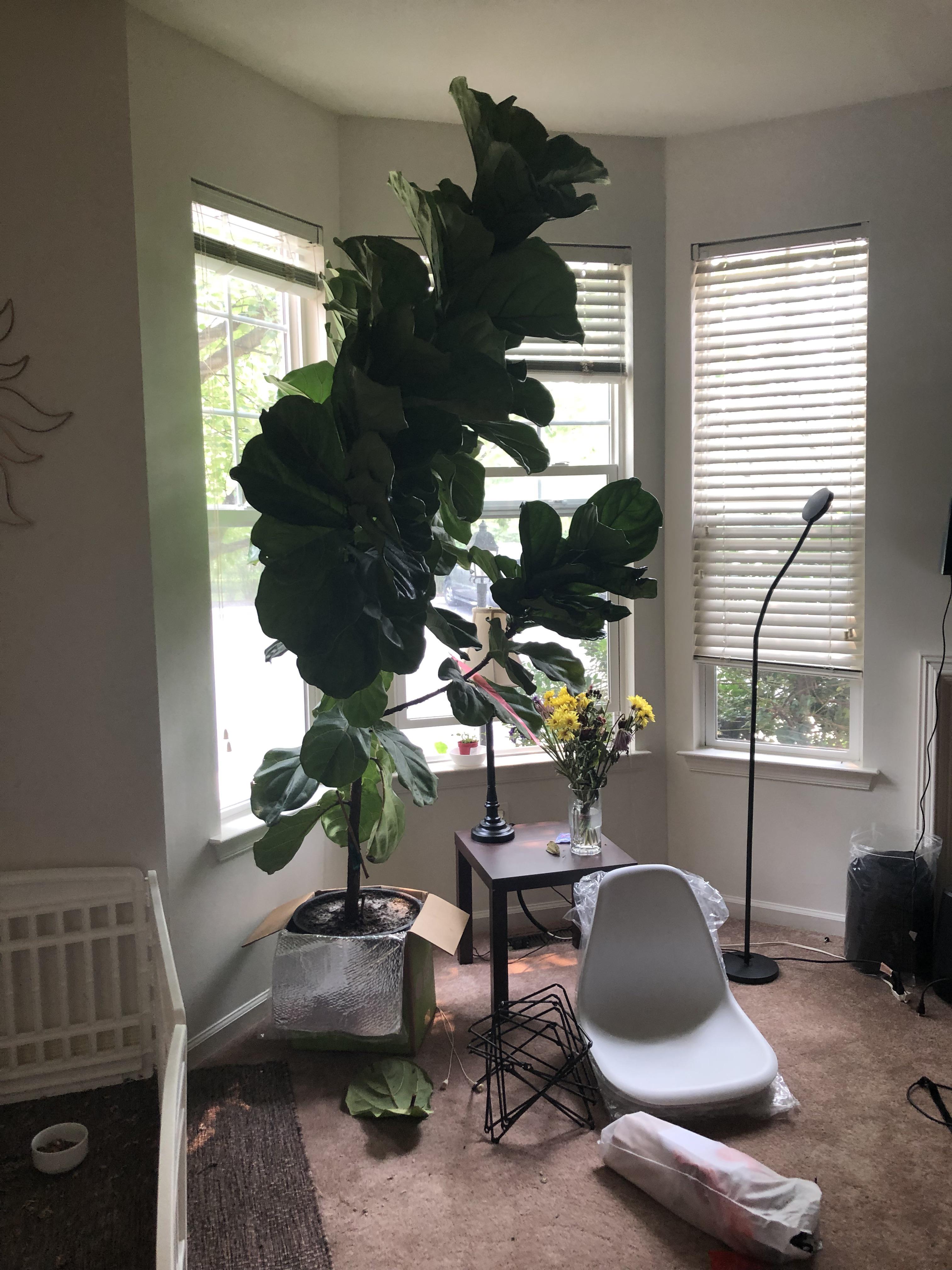 Step 1, get ficus. Step 2, figure out how to coax him off of ficus at