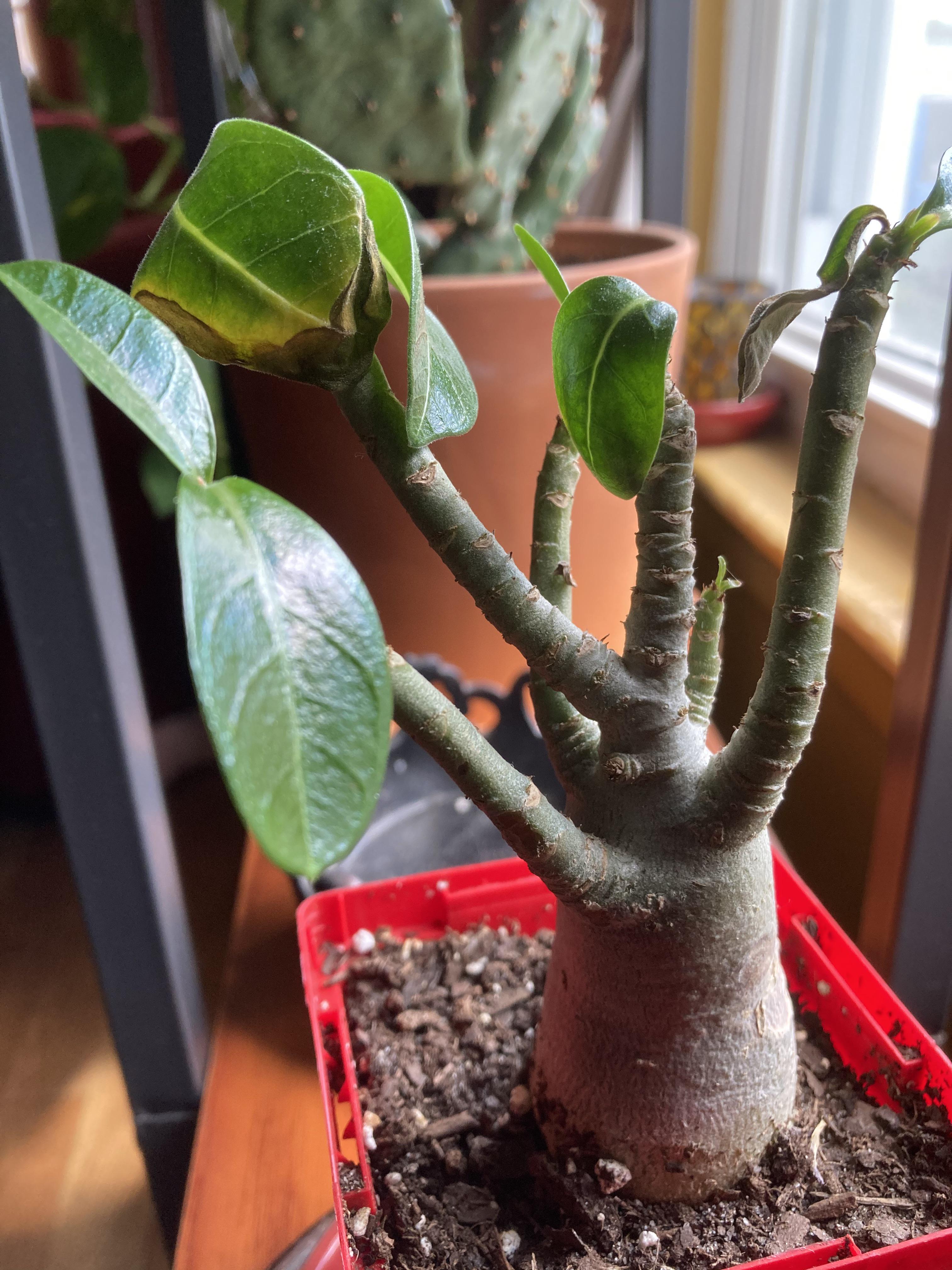 Help! What’s going on with my desert rose? Her leaves are browning and