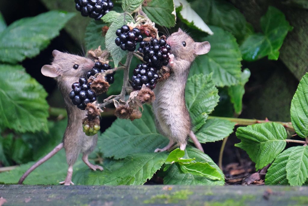Mice snacking blackberries (Photo Caroline Cottrell) r/pics
