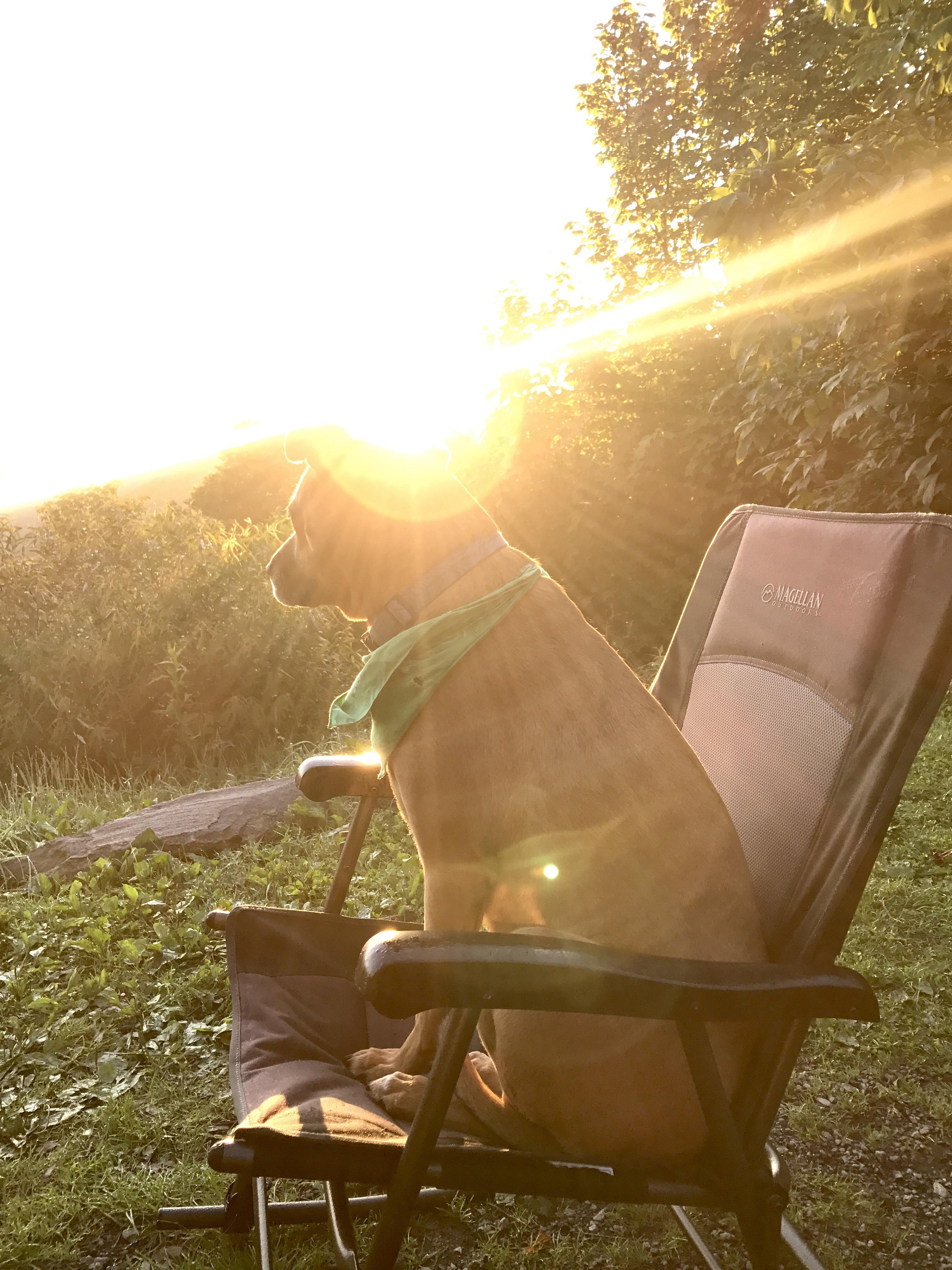 Camping sunrise viewing buddy r/aww