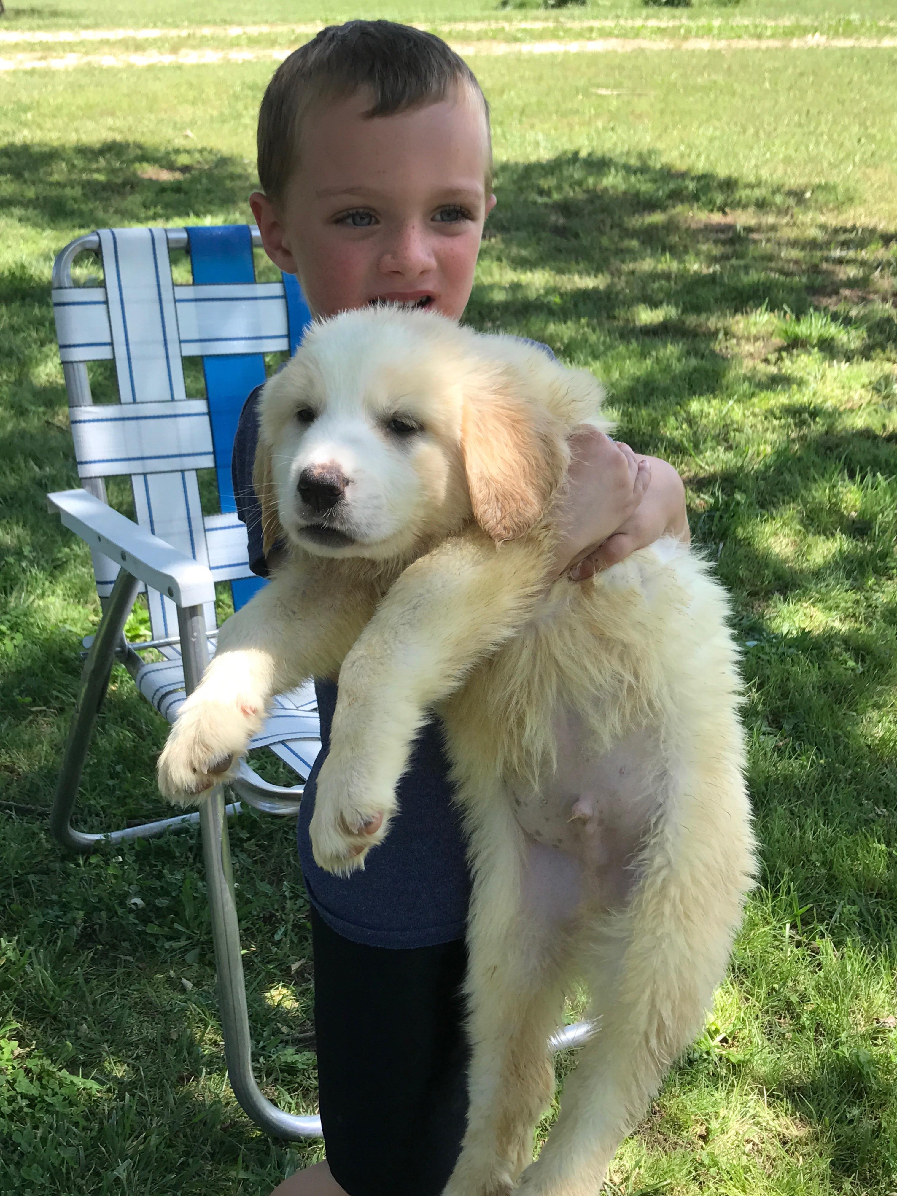 New puppy from the shelter. Basset hound/ Great Pyrenees mix r/aww