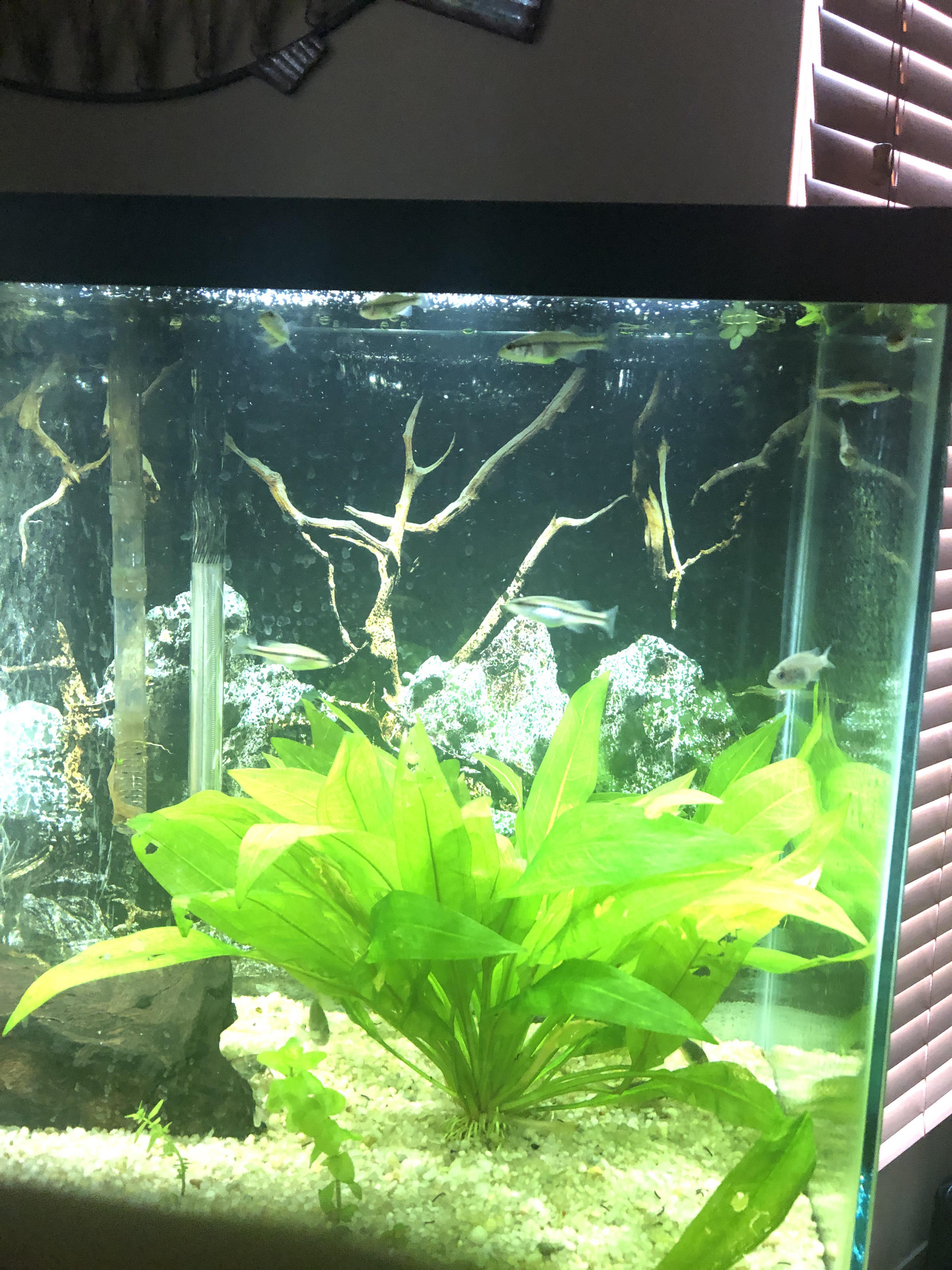 Do cray fish eat plants? If so where should I return mine. After I put