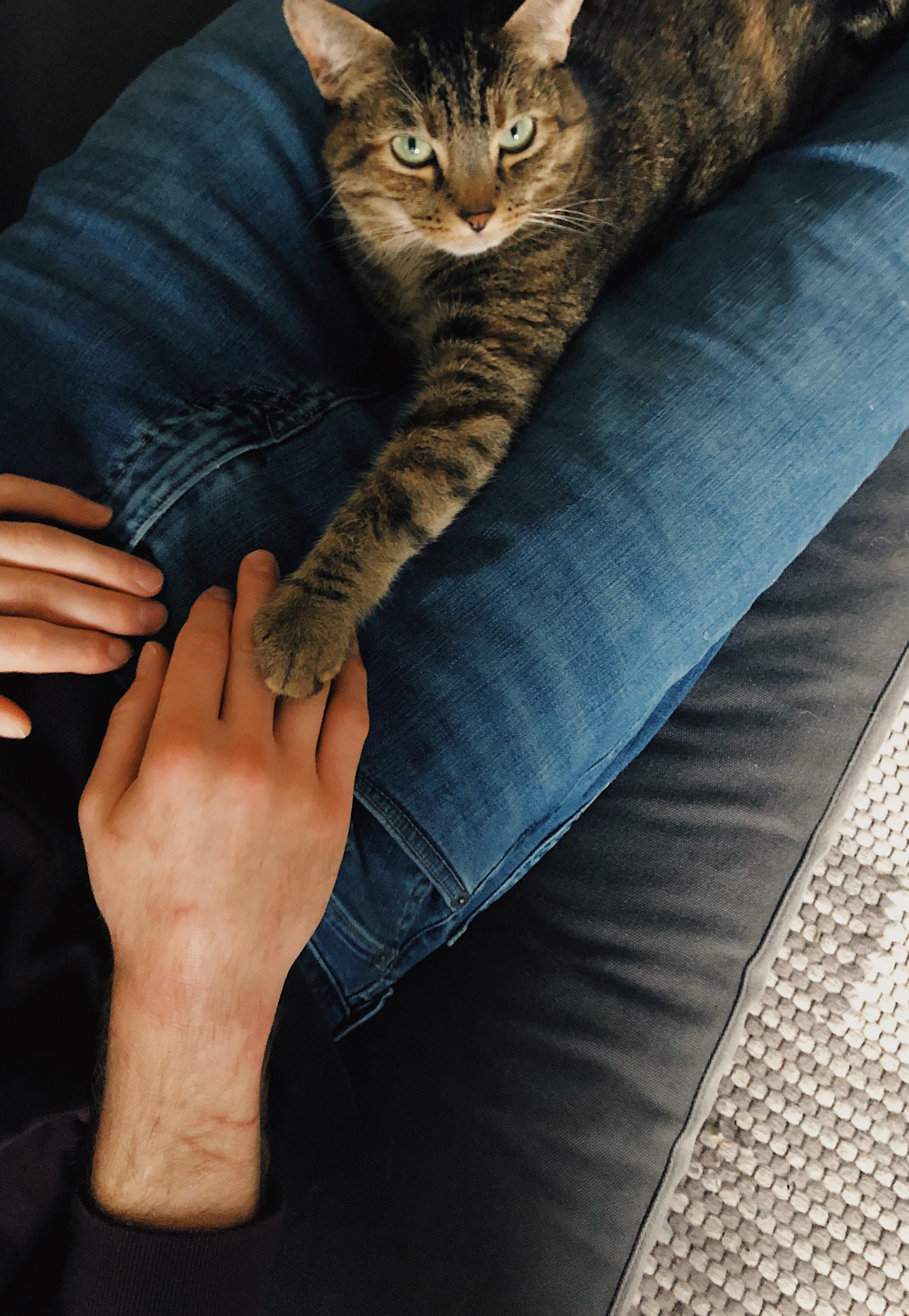 He is mine now. Find a new boyfriend. r/cats