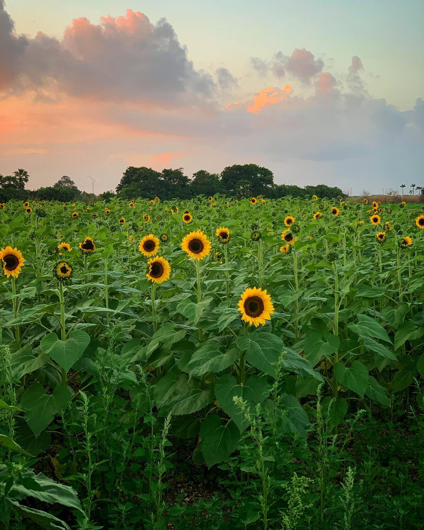 Sunflowers at Sunset Miami, Florida [OC] [3042x4032] r/EarthPorn