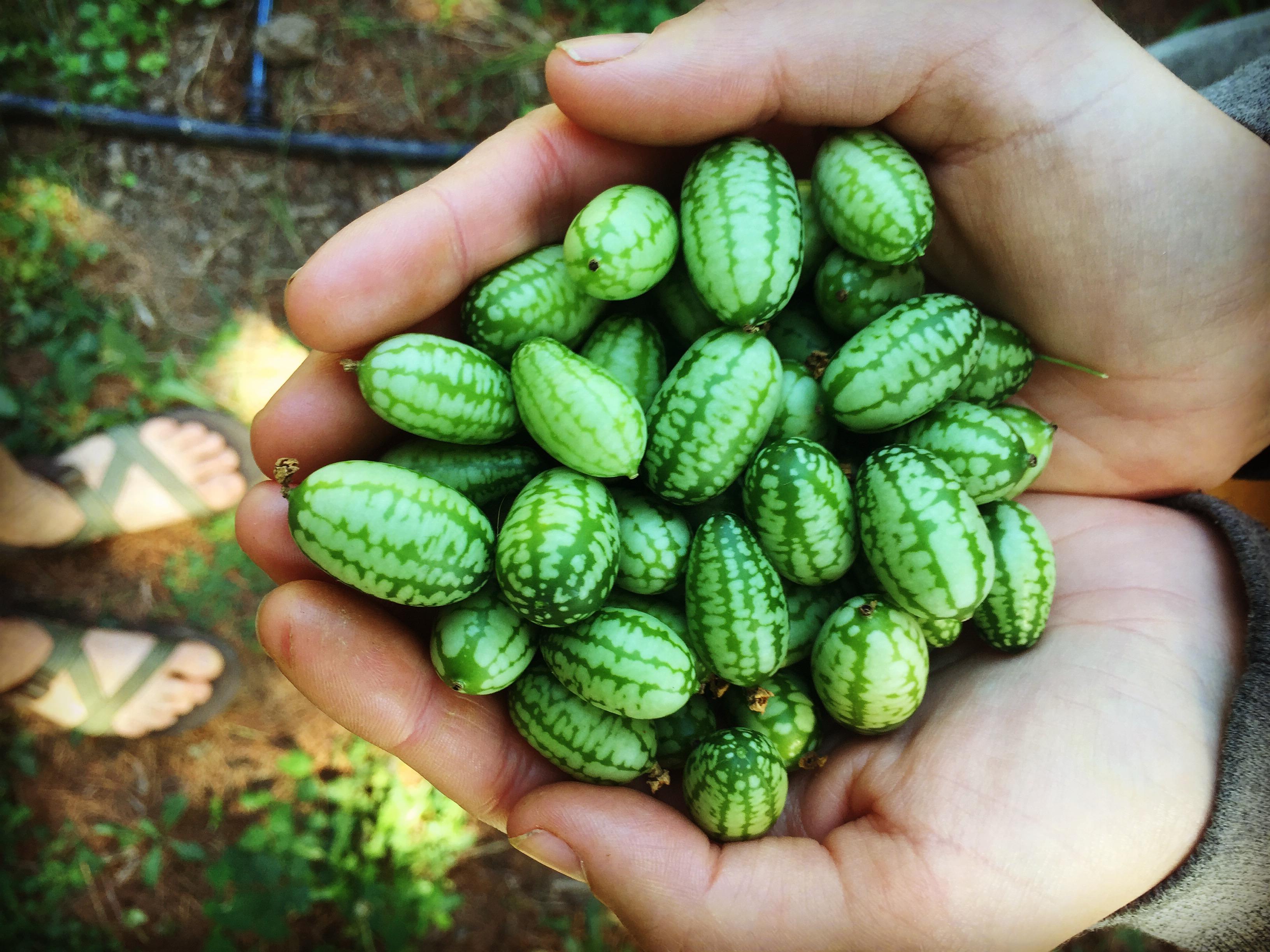 Mexican Sour Gherkins! Looks like 🍉, tastes like cucumber! r/food