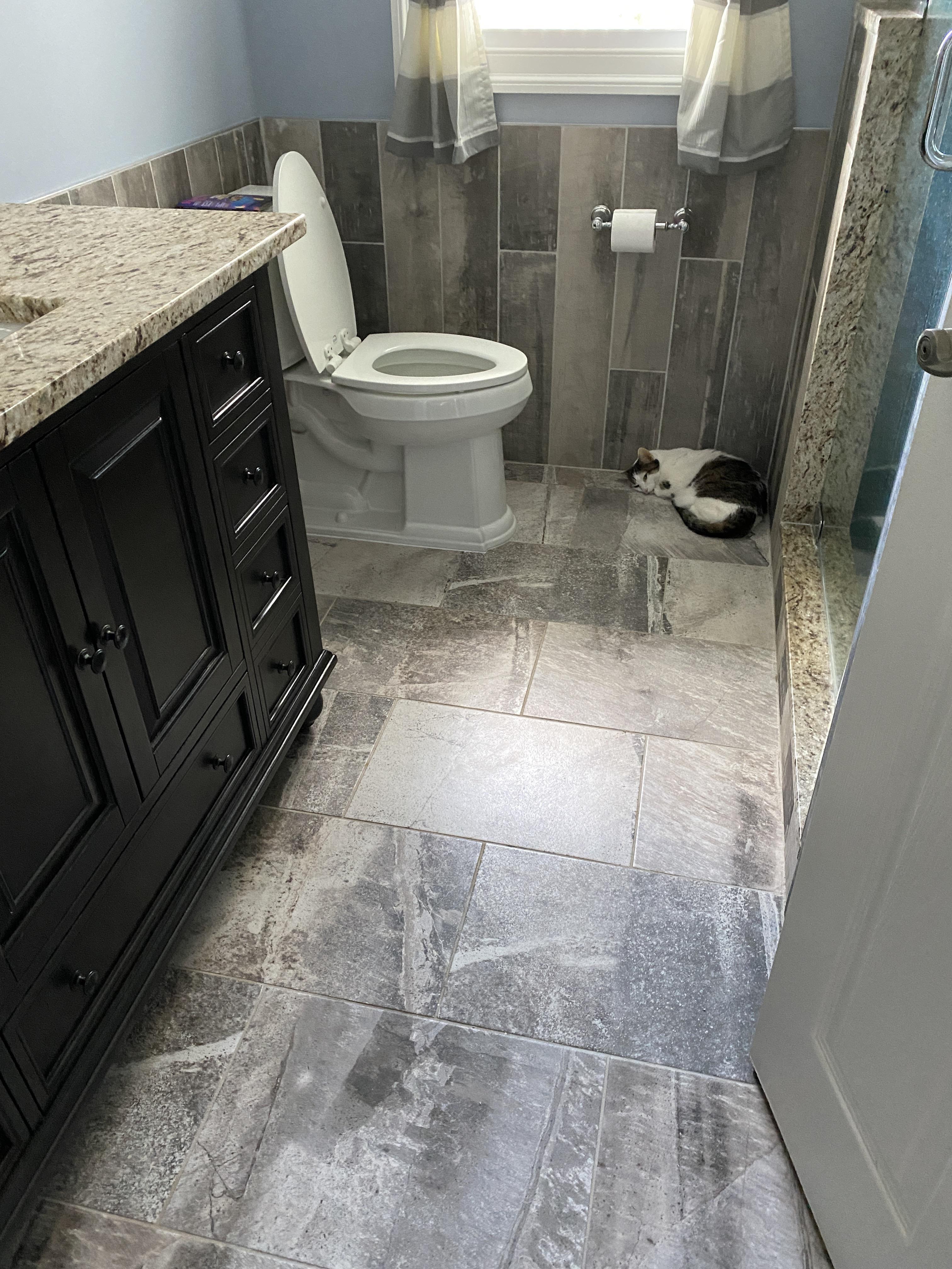 Why is my cat sleeping in the bathroom? He’s never done this before