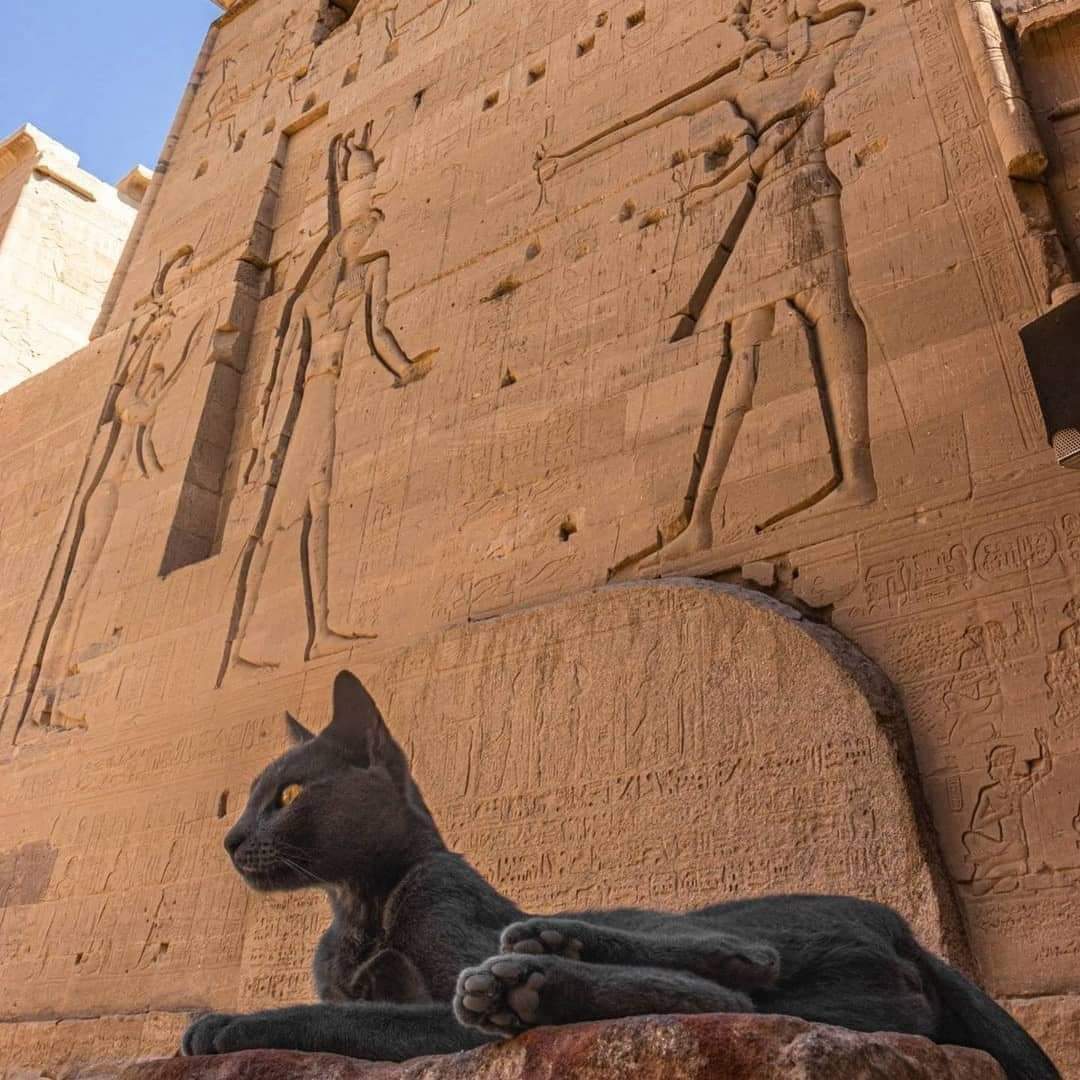 A picture of a cat in front of an Egyptian temple. r/blackcats