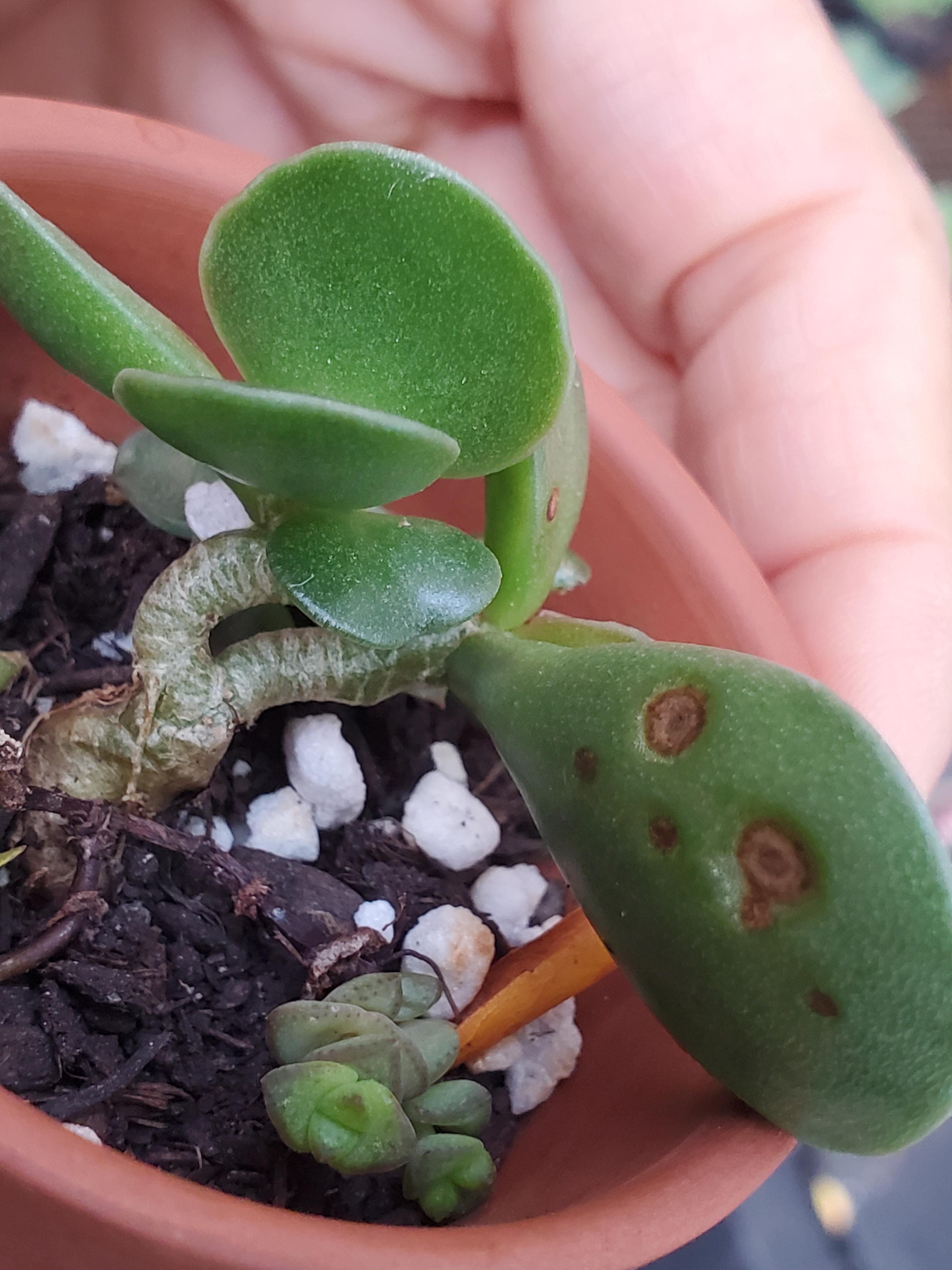 What are these spots on my succulent? Any treatment? r/succulents