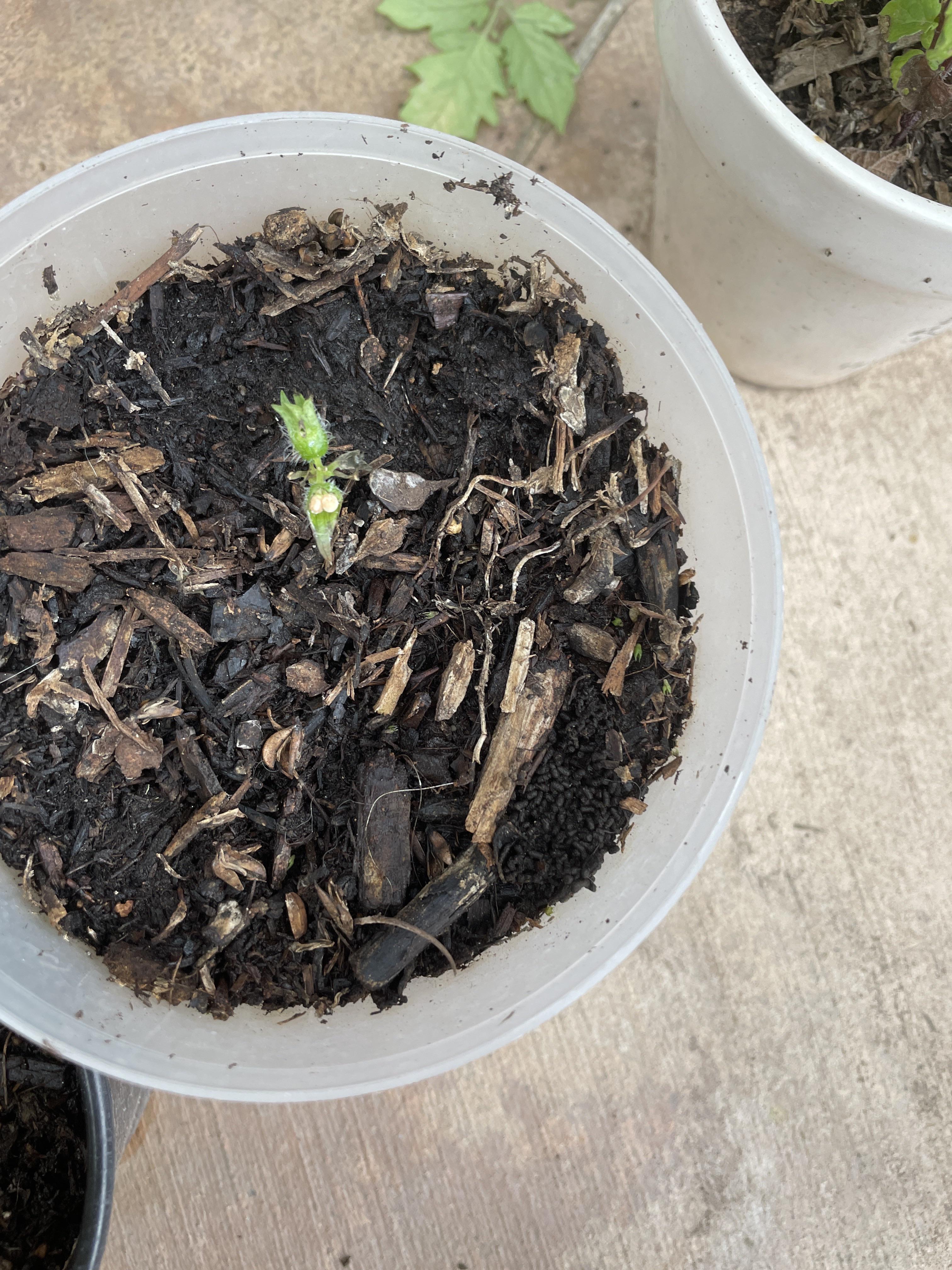 anyome know what pest eats herbs and poops like this? (poop is in