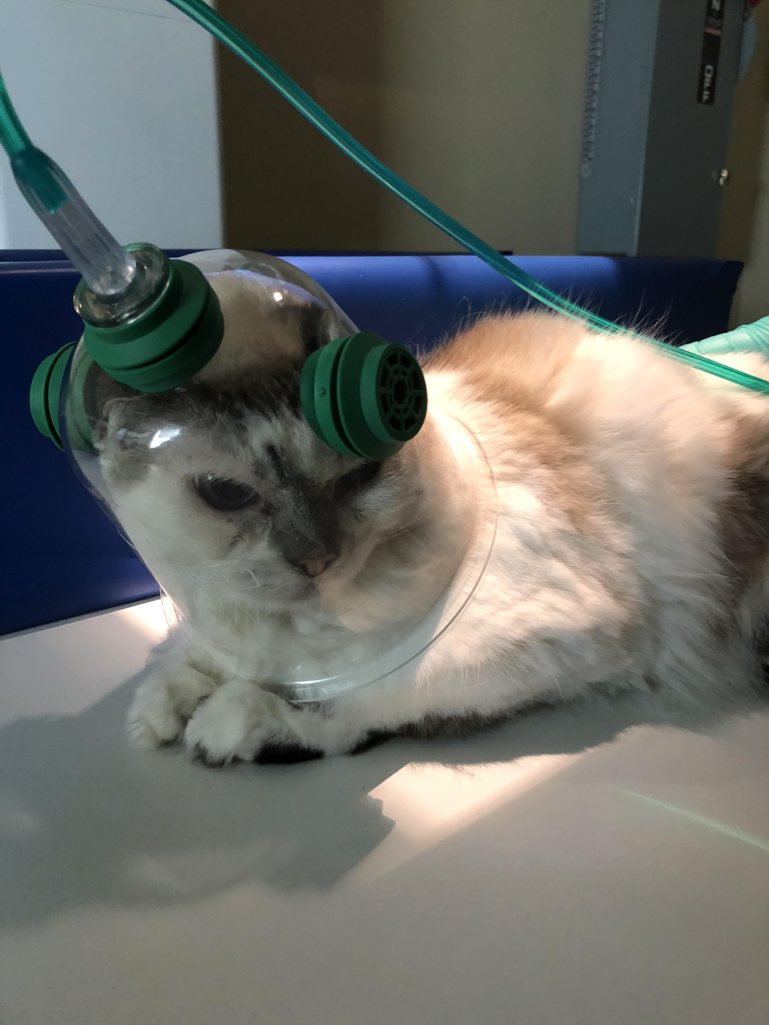 This cat begrudgingly loves his oxygen helmet! r/VetTech