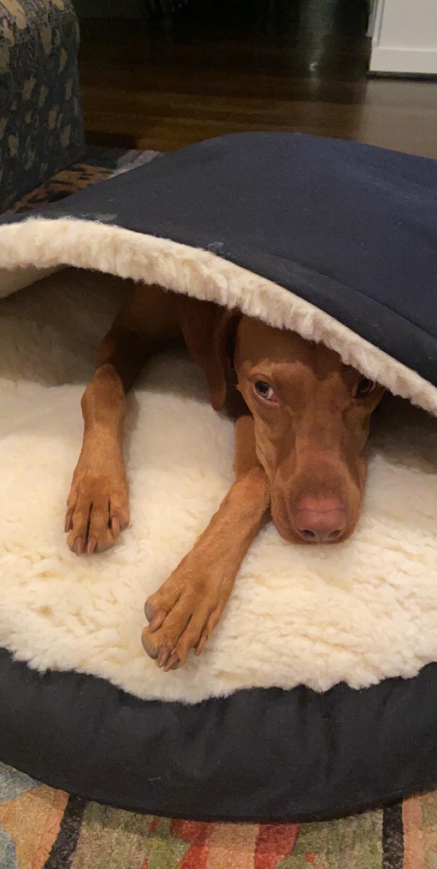 Do all vizslas love cave beds? r/vizsla