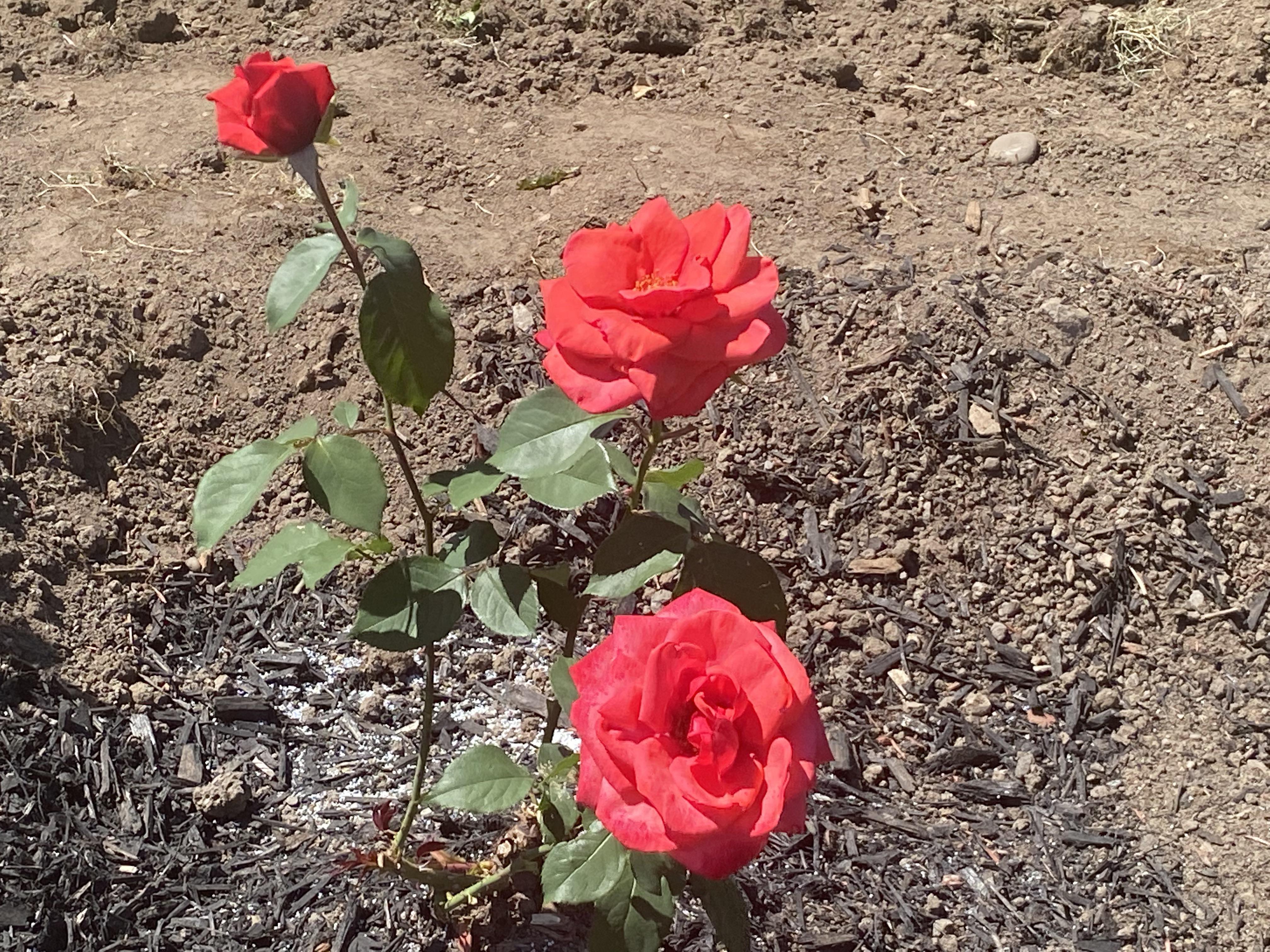 I am not sure what colour these roses are. Enjoy. r/flower