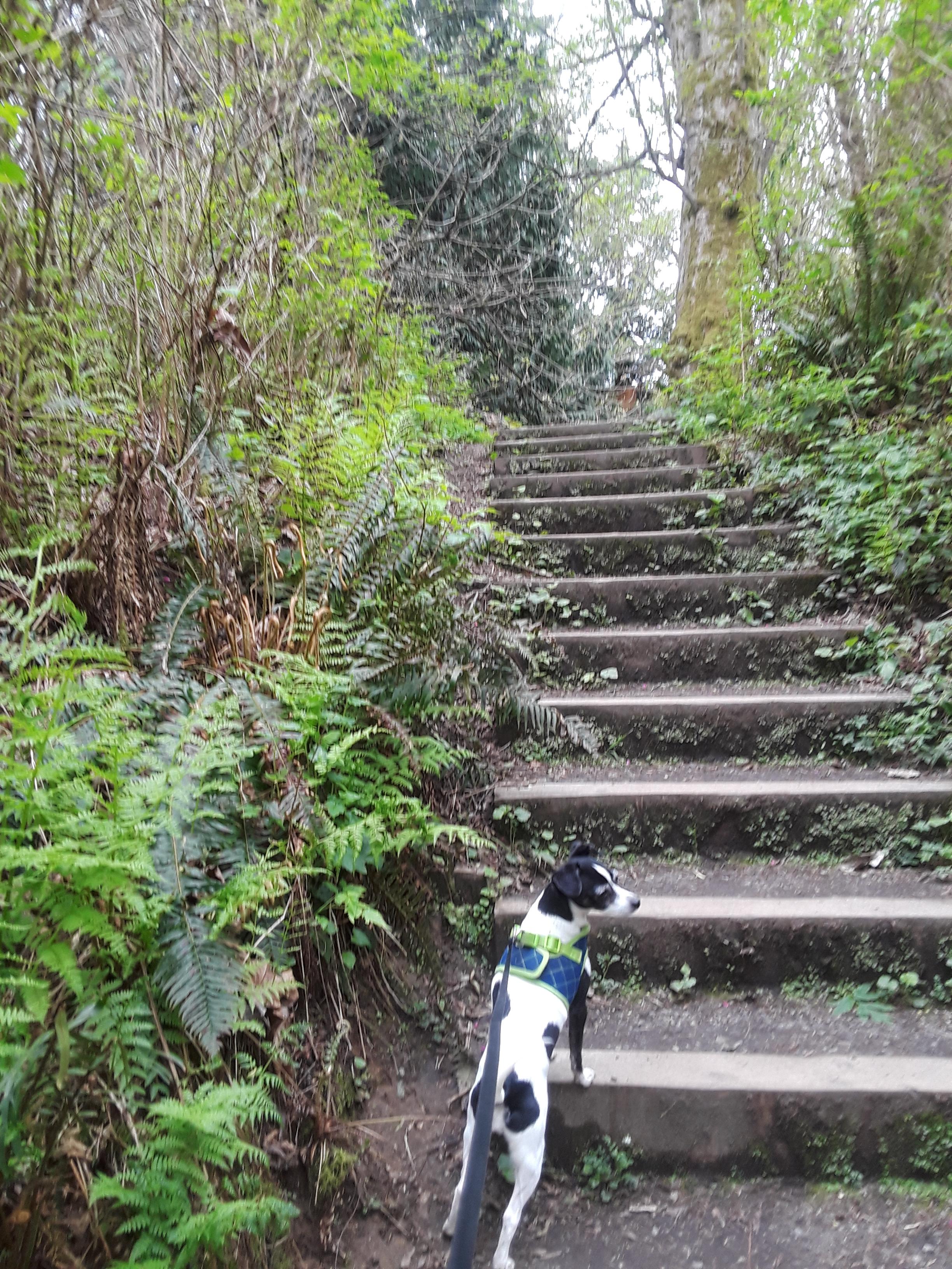 Are Dogs Allowed At Carkeek Park