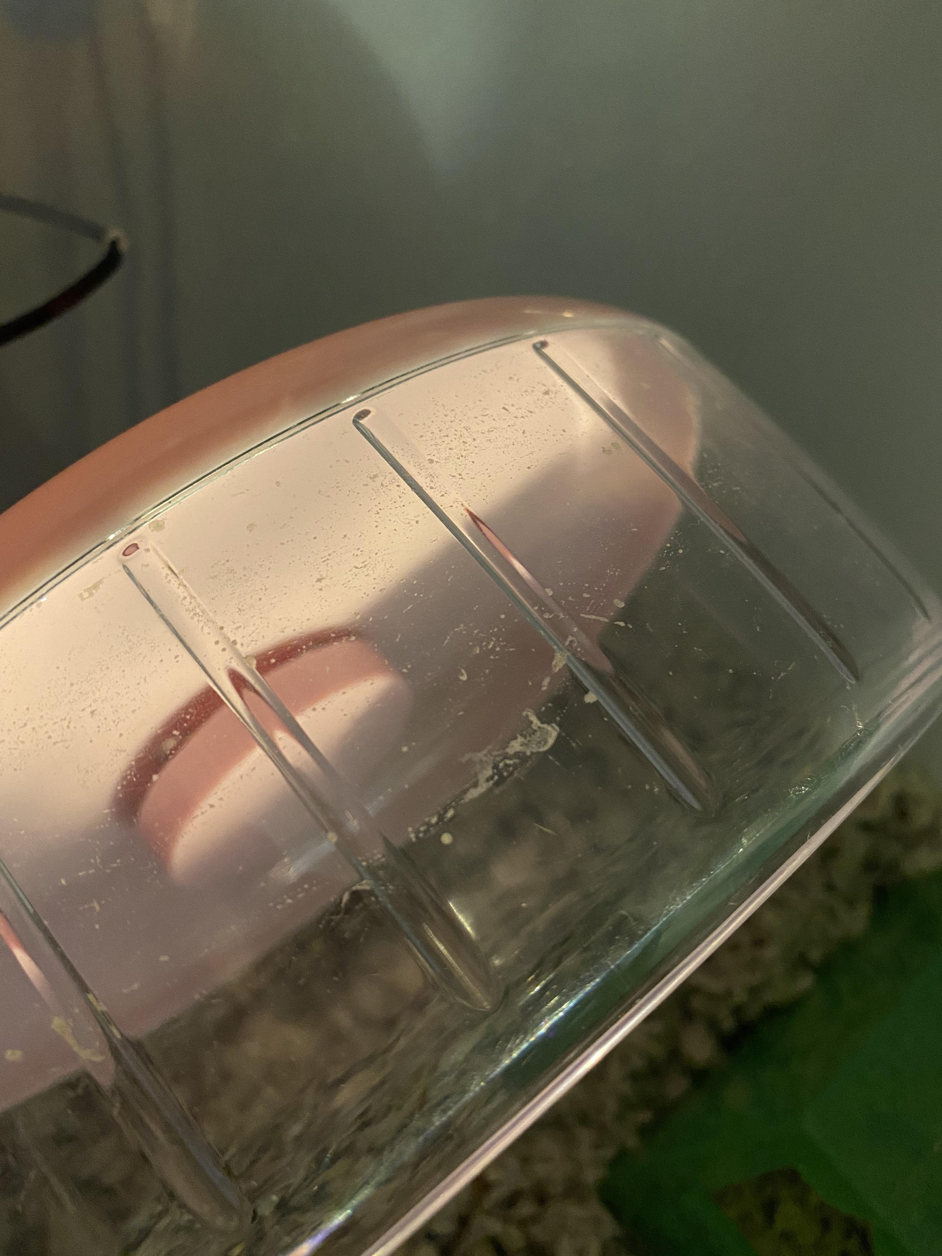 Is my hamster peeing in her wheel? I haven’t found any spots where she’s peed and haven’t spot