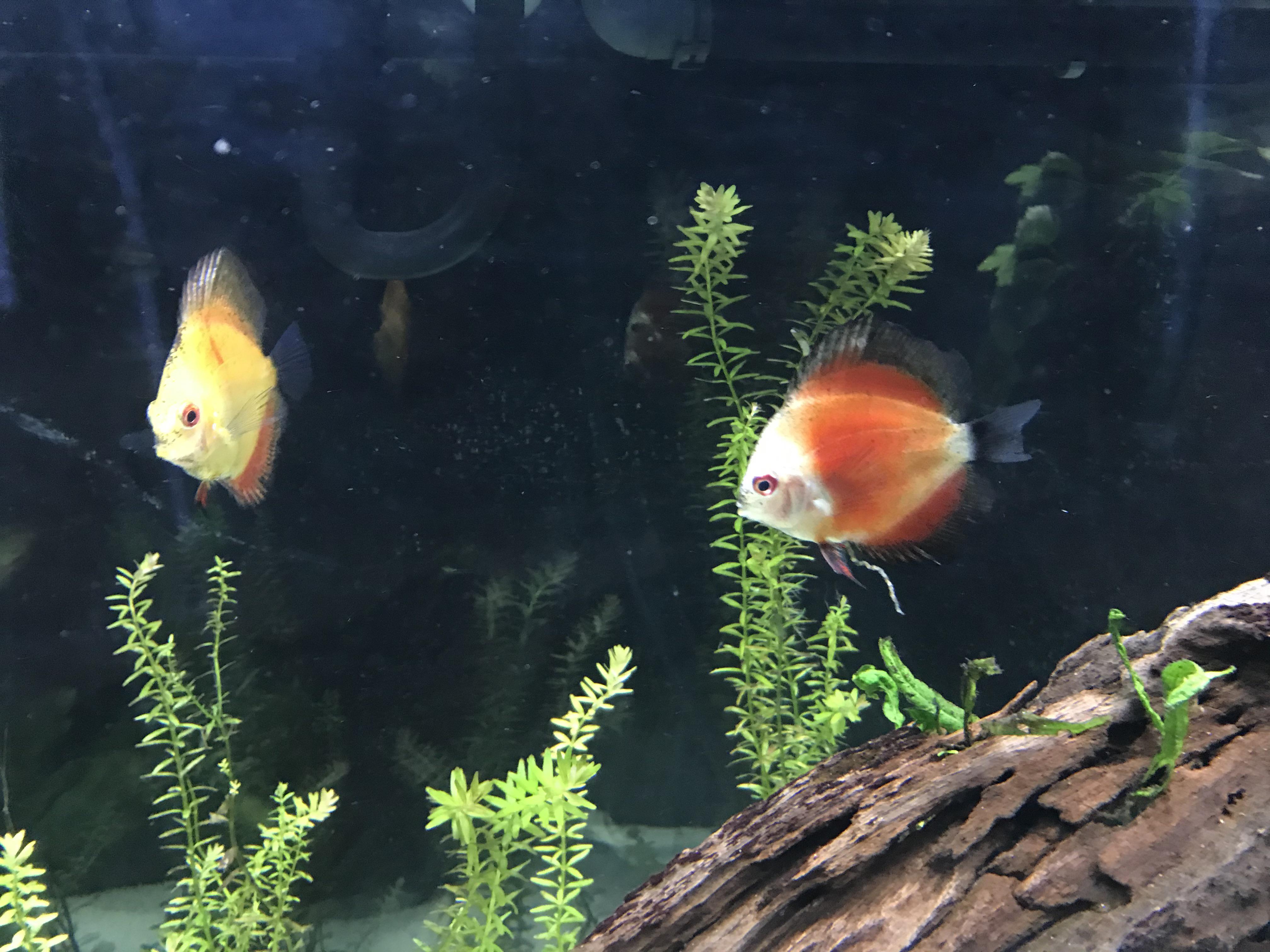Is this normal poop? r/discus