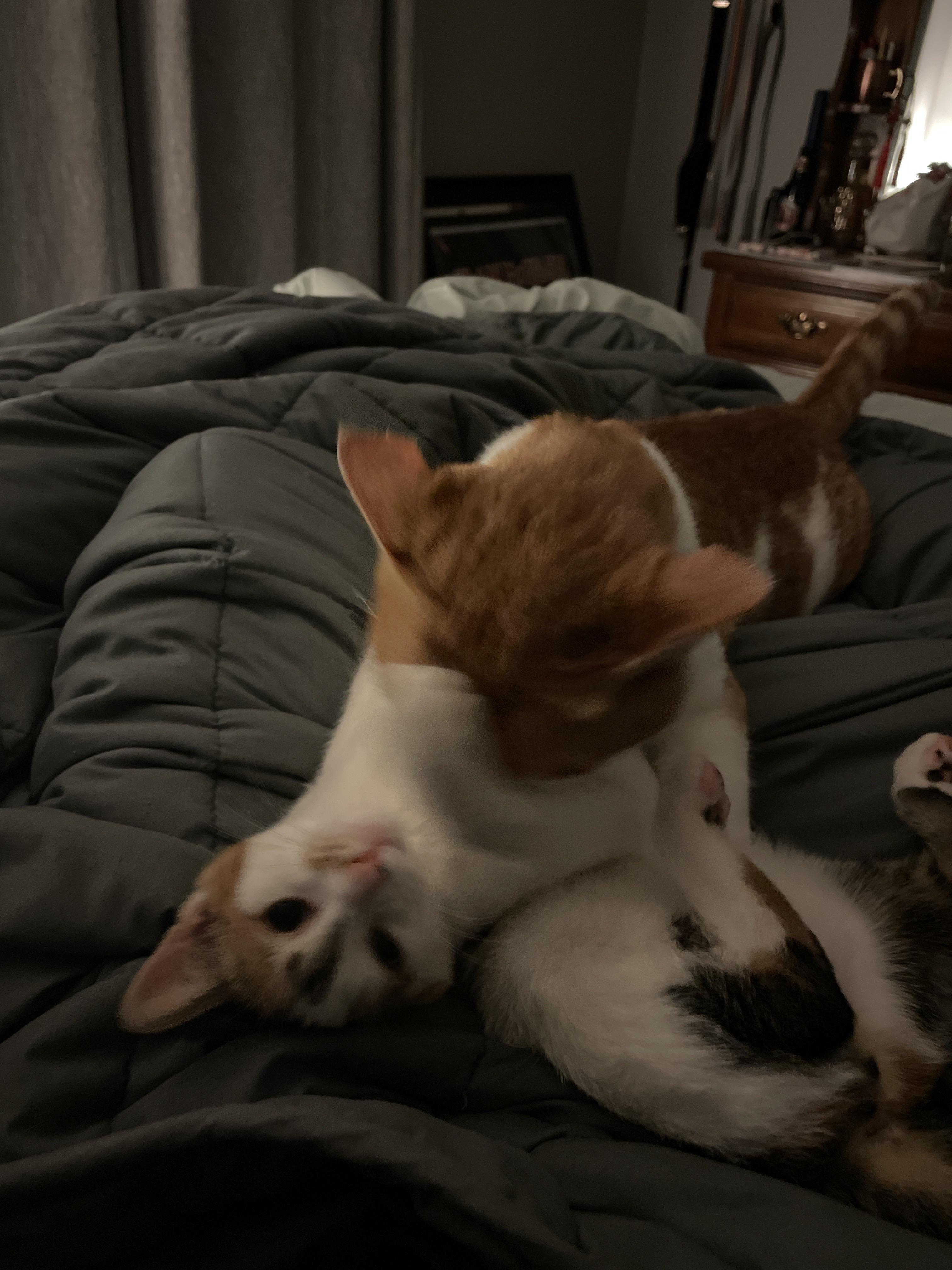 My older cat keeps licking the new kitten. Safe to say he likes her