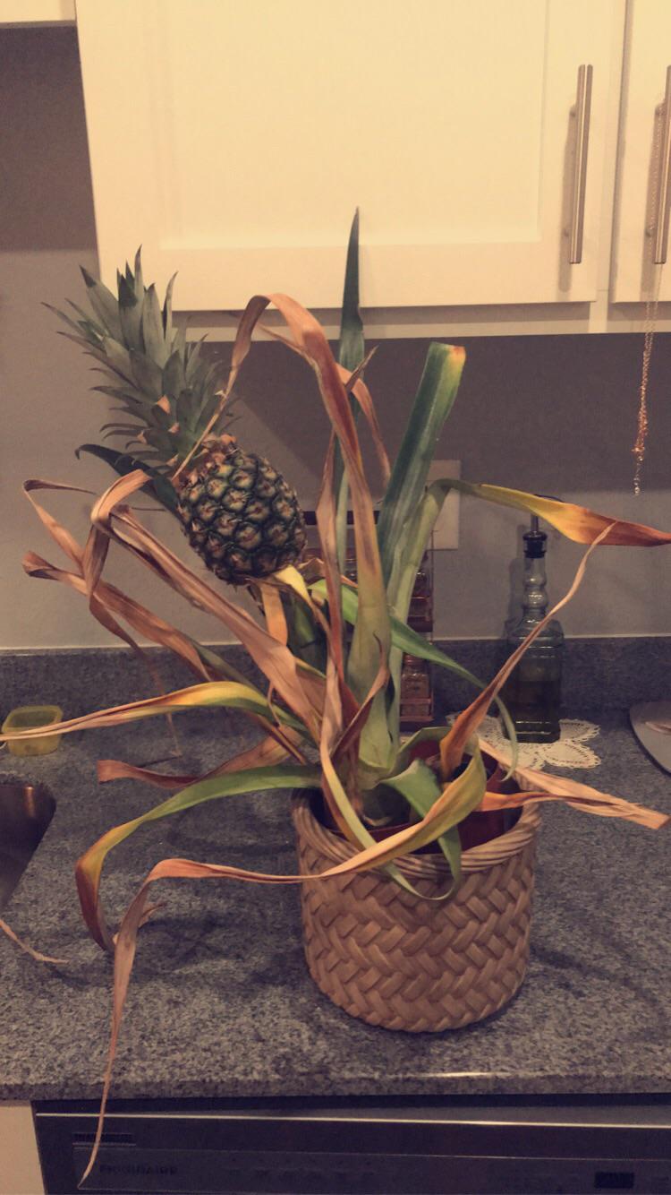 How to Save a Dying Pineapple Plant Step by Step Guide (2024)