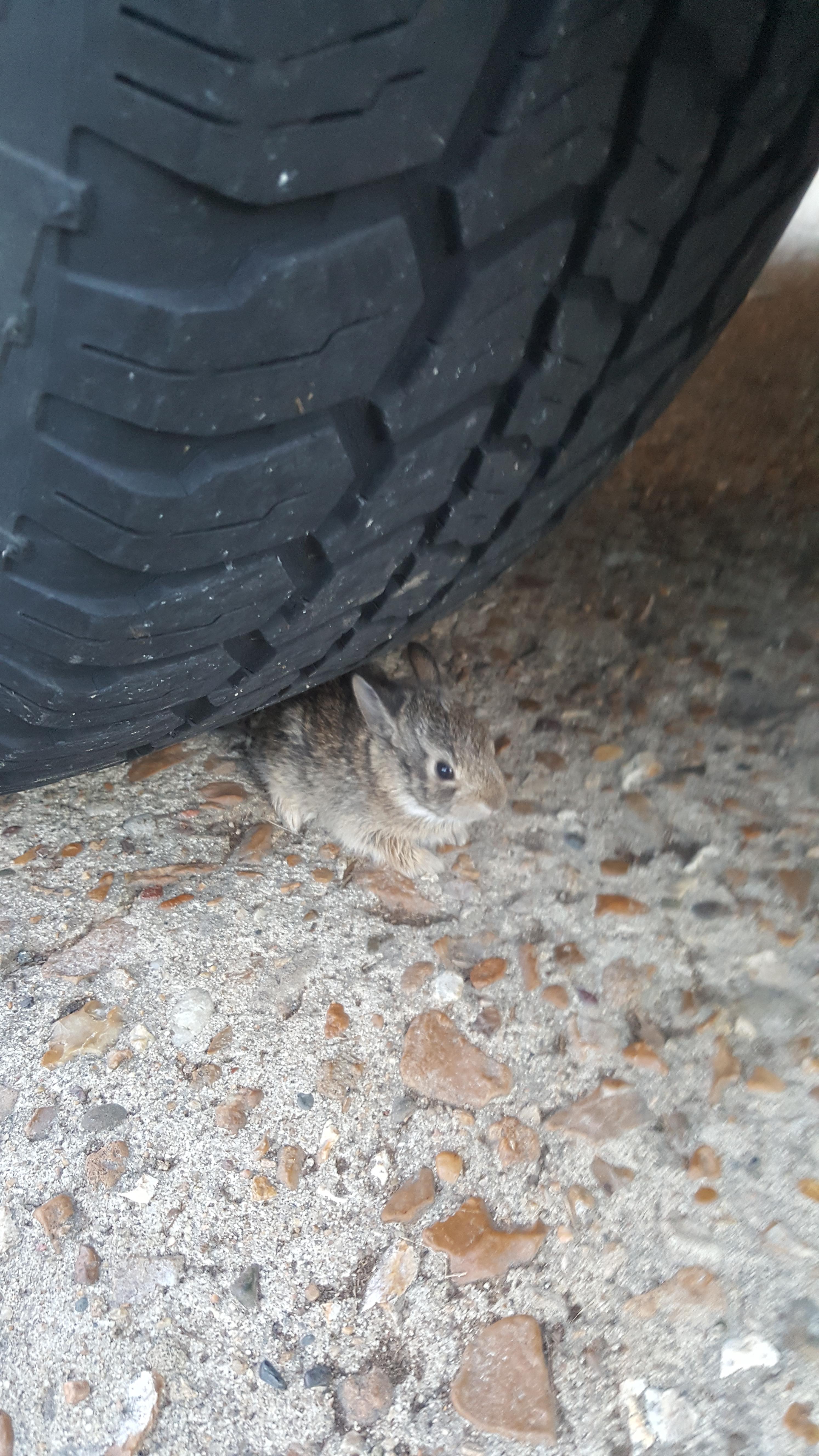 I also had a bunny hiding under my tire r/aww