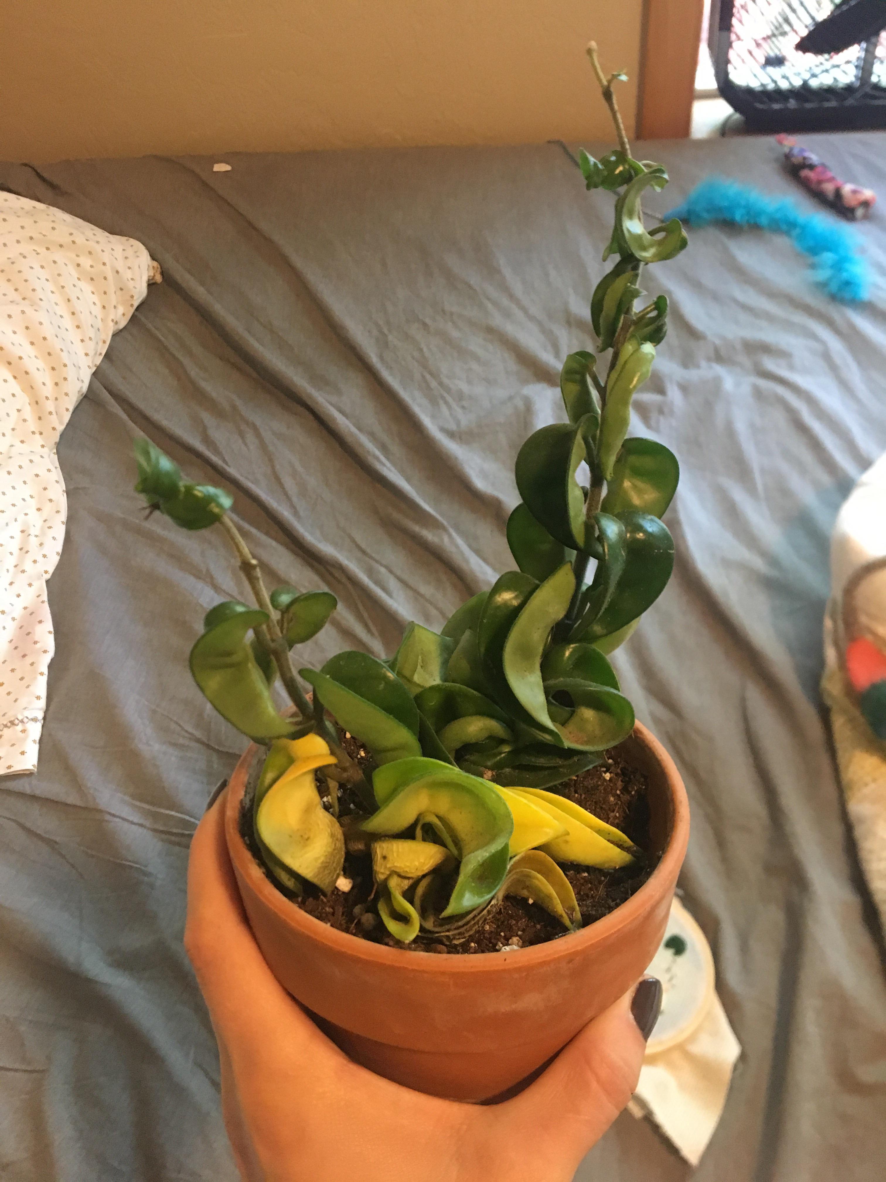 Is my Hindu Rope over or underwatered? It’s had leaves yellowing along