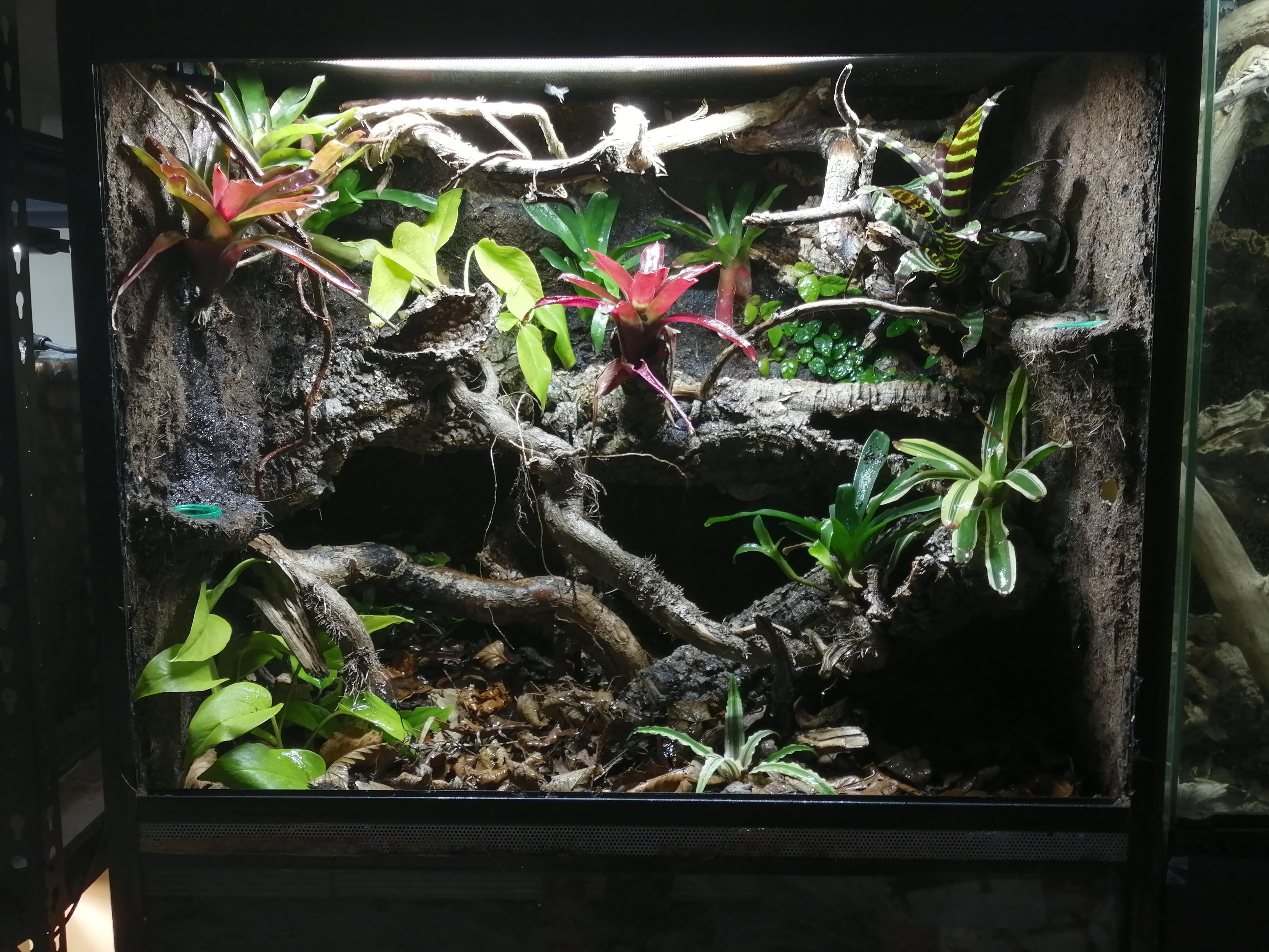 For my gargoyle gecko r/Vivarium