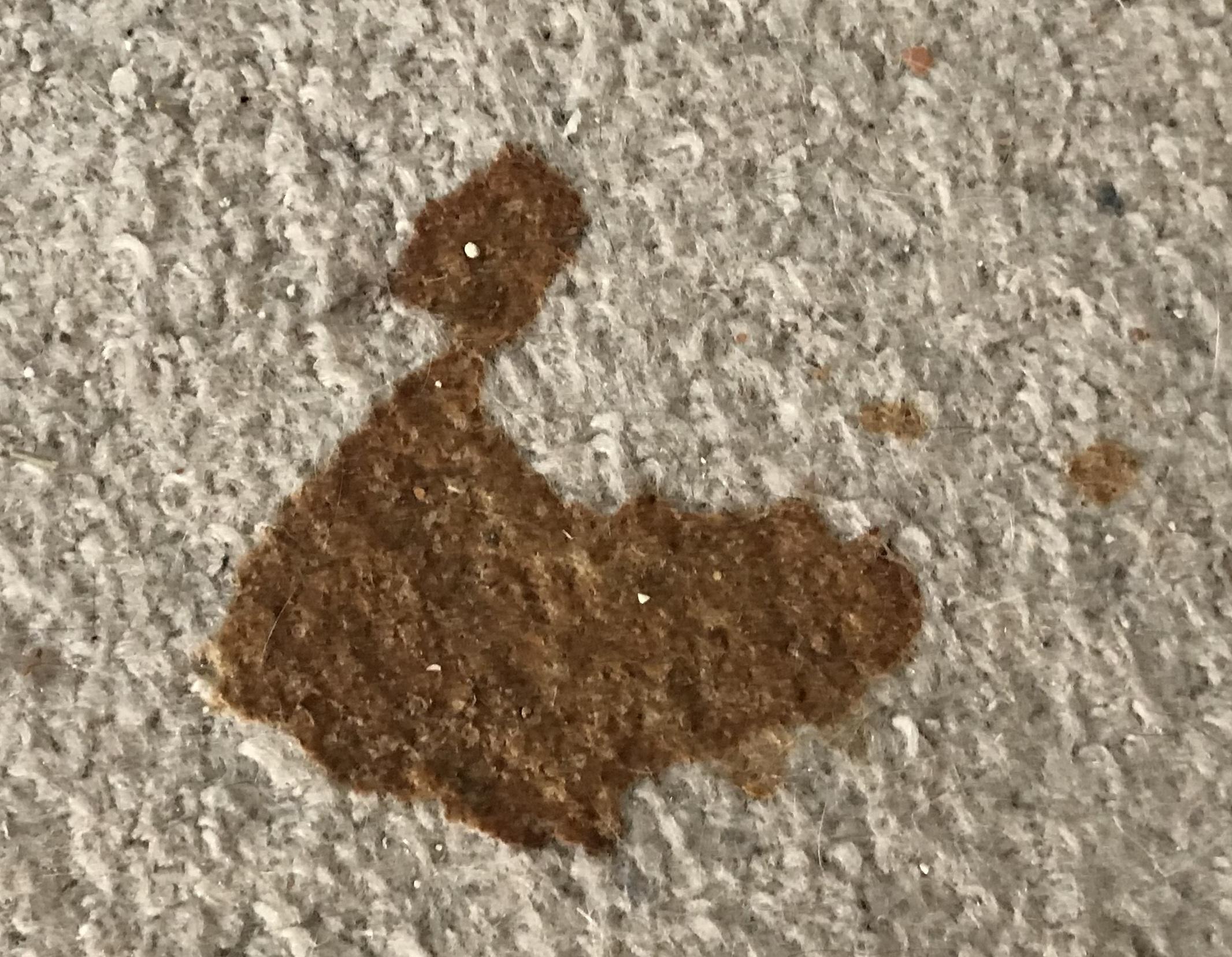 My cat threw up on the rug and it looks like a duck. r/mildlyinteresting