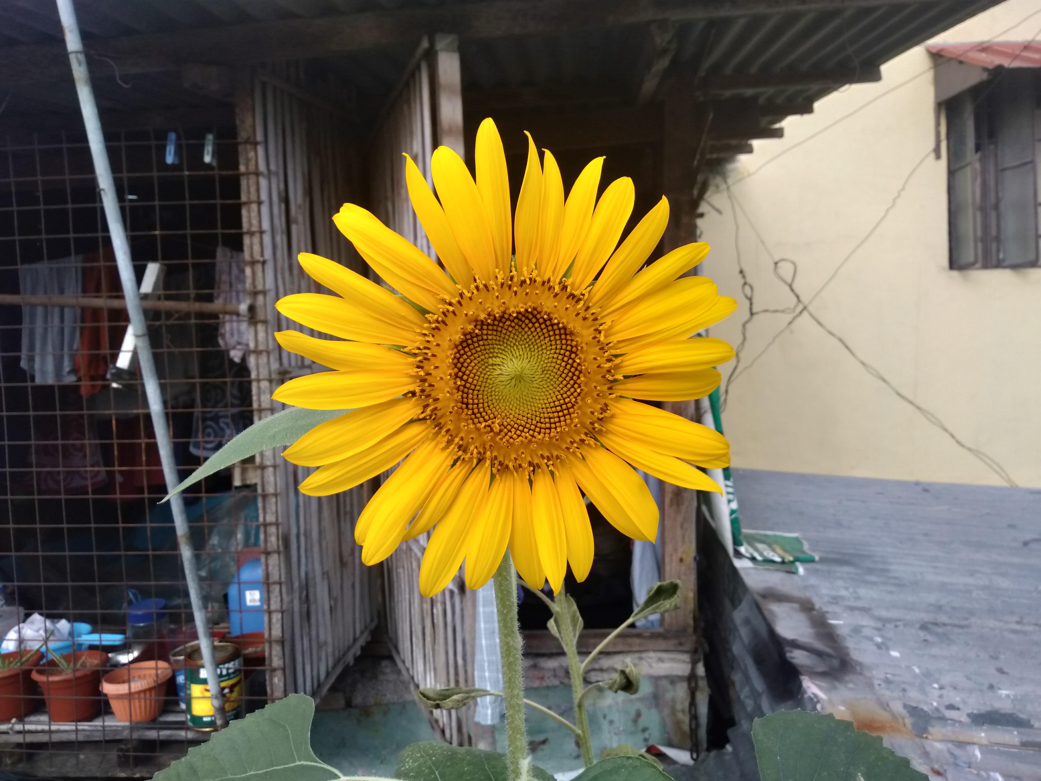 Anyone know what variety of sunflower is this? r/sunflowers