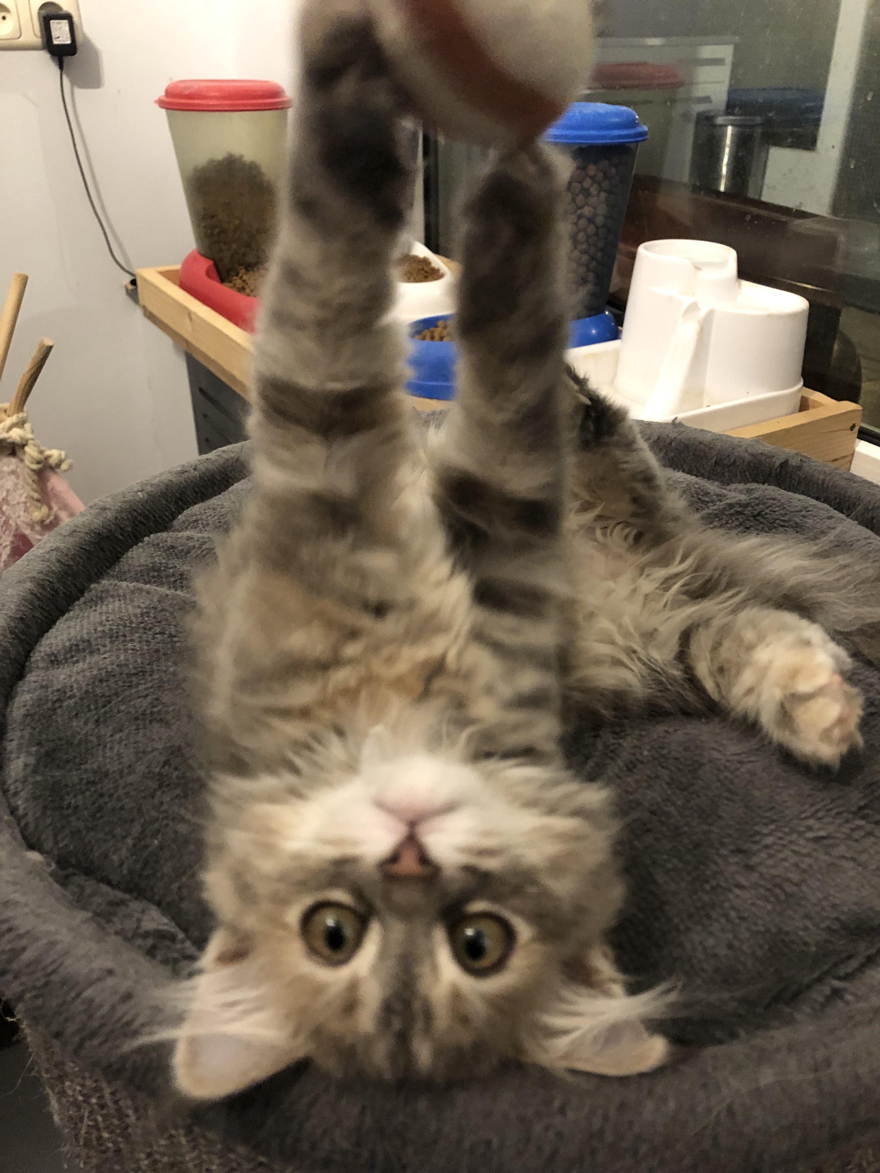 My heart is full of joy, my lungs are full of cat hair r/SiberianCats