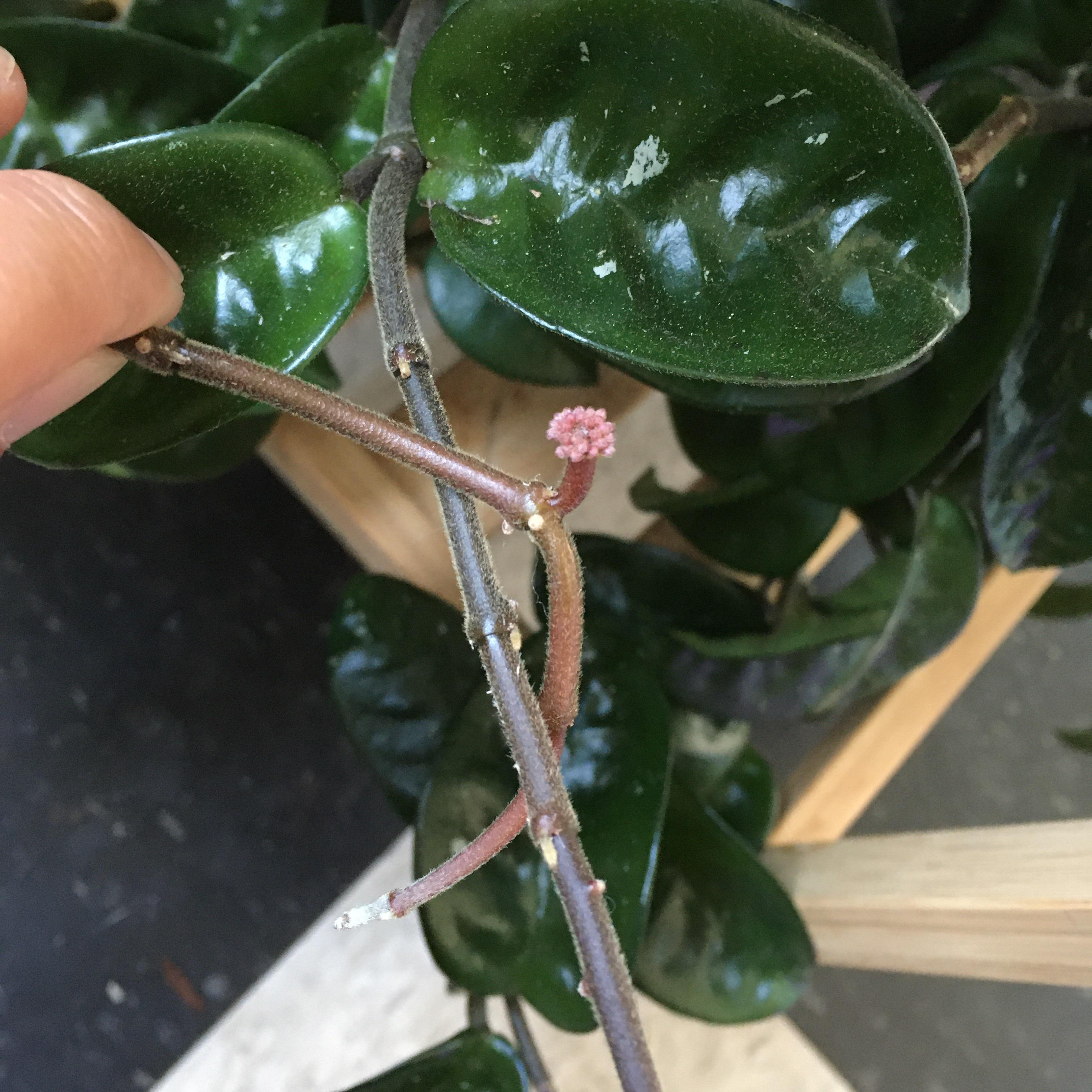Just noticed this firsttime peduncle on my most neglected Hoya