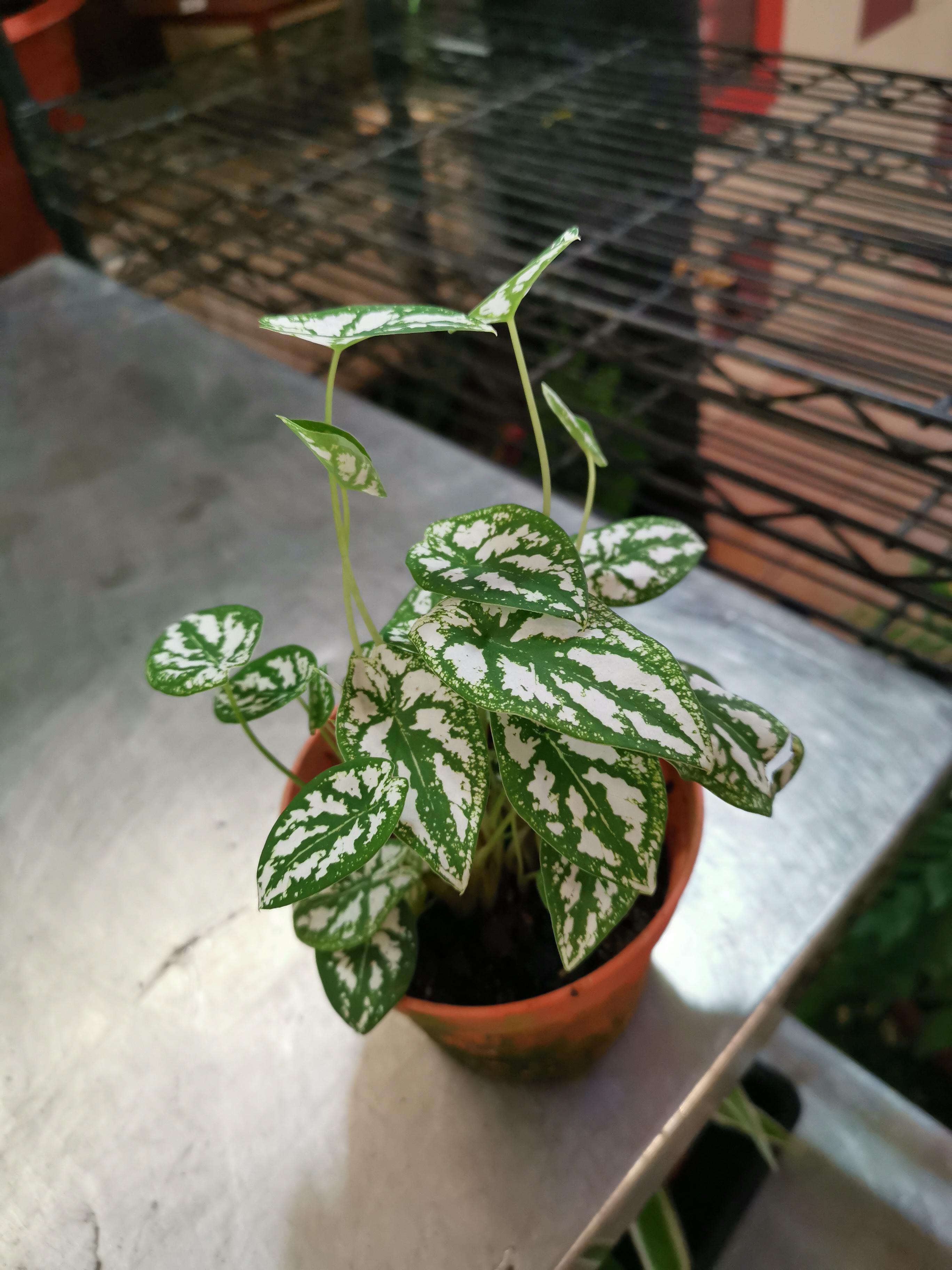 Tempted to buy this plant. Could someone ID this for me