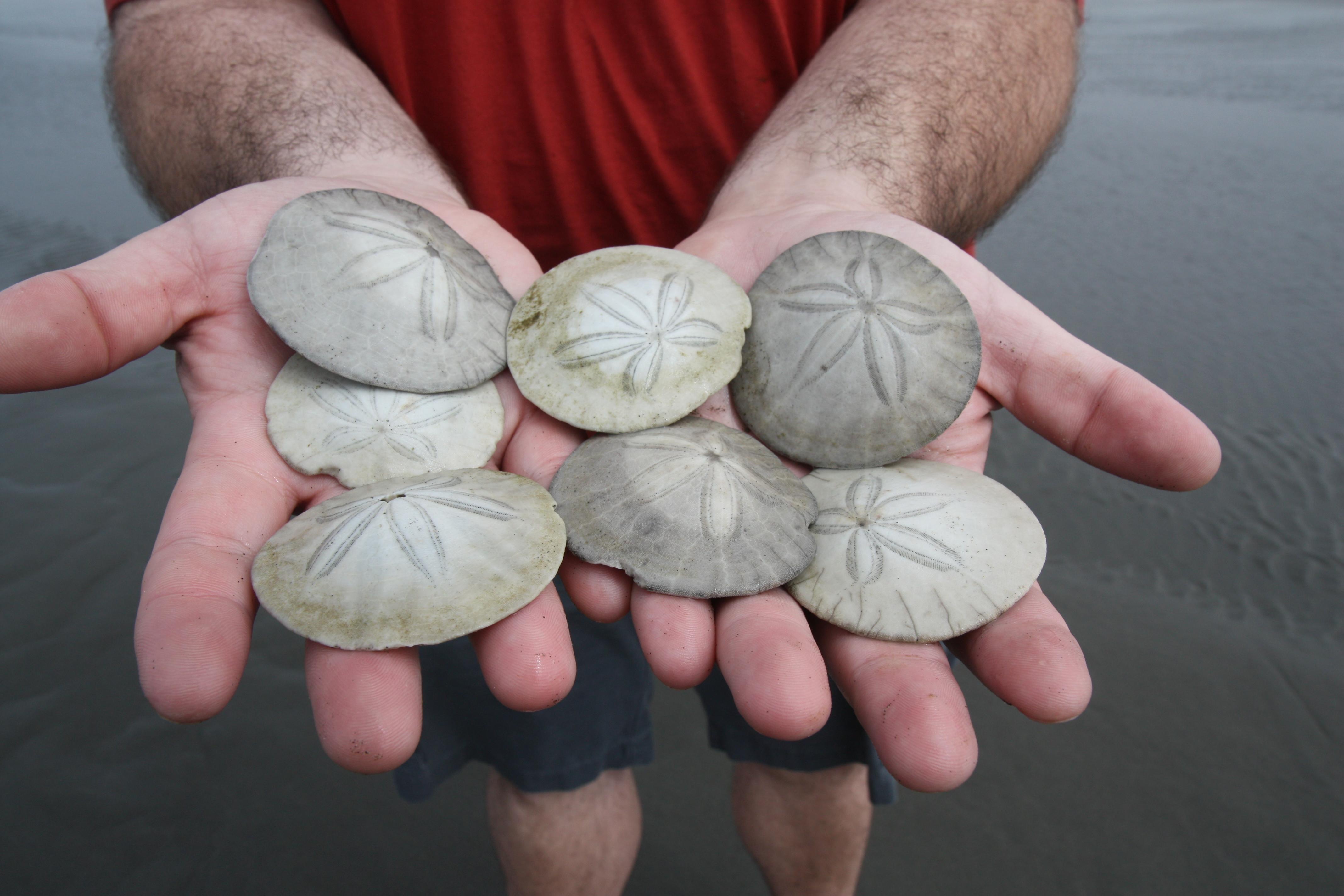 Searching for Sand Dollars on the Beaches of Ocean Shores, WA. r/pics