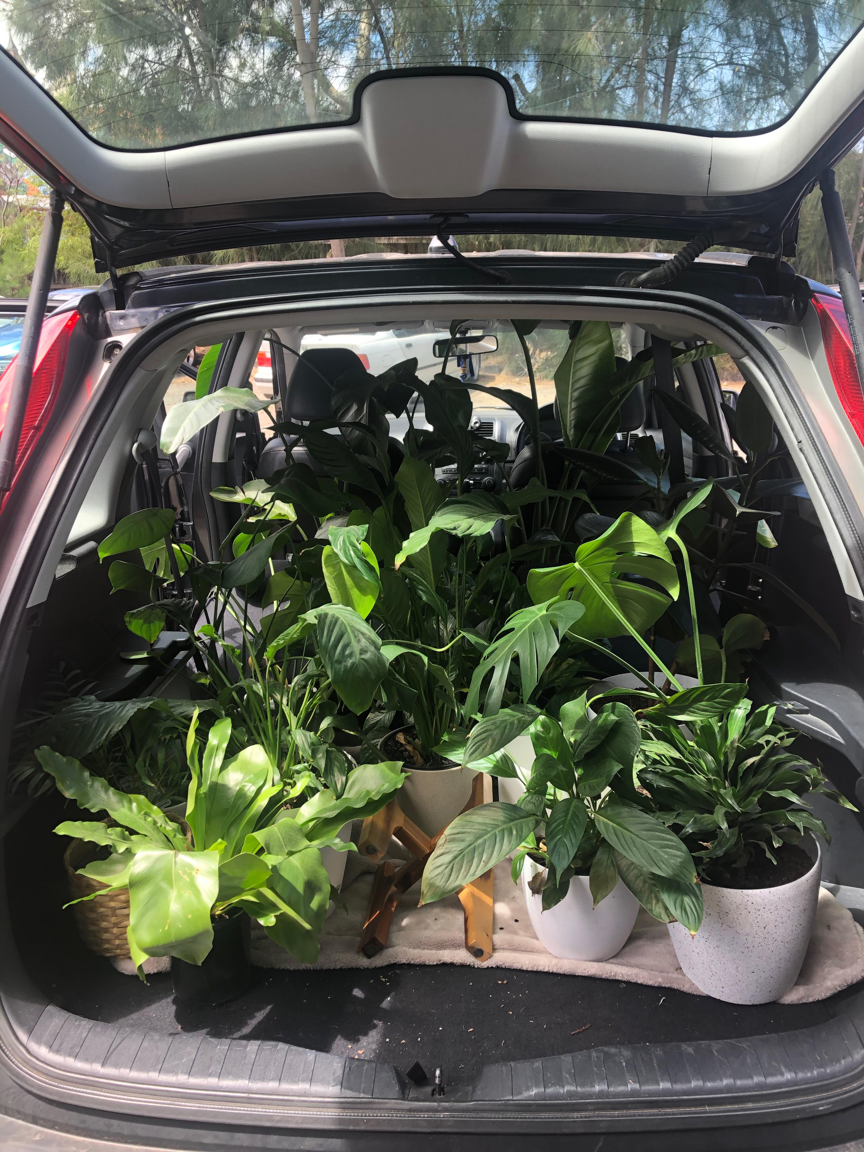 moved house today, had to do a full car load of just the babies....aka