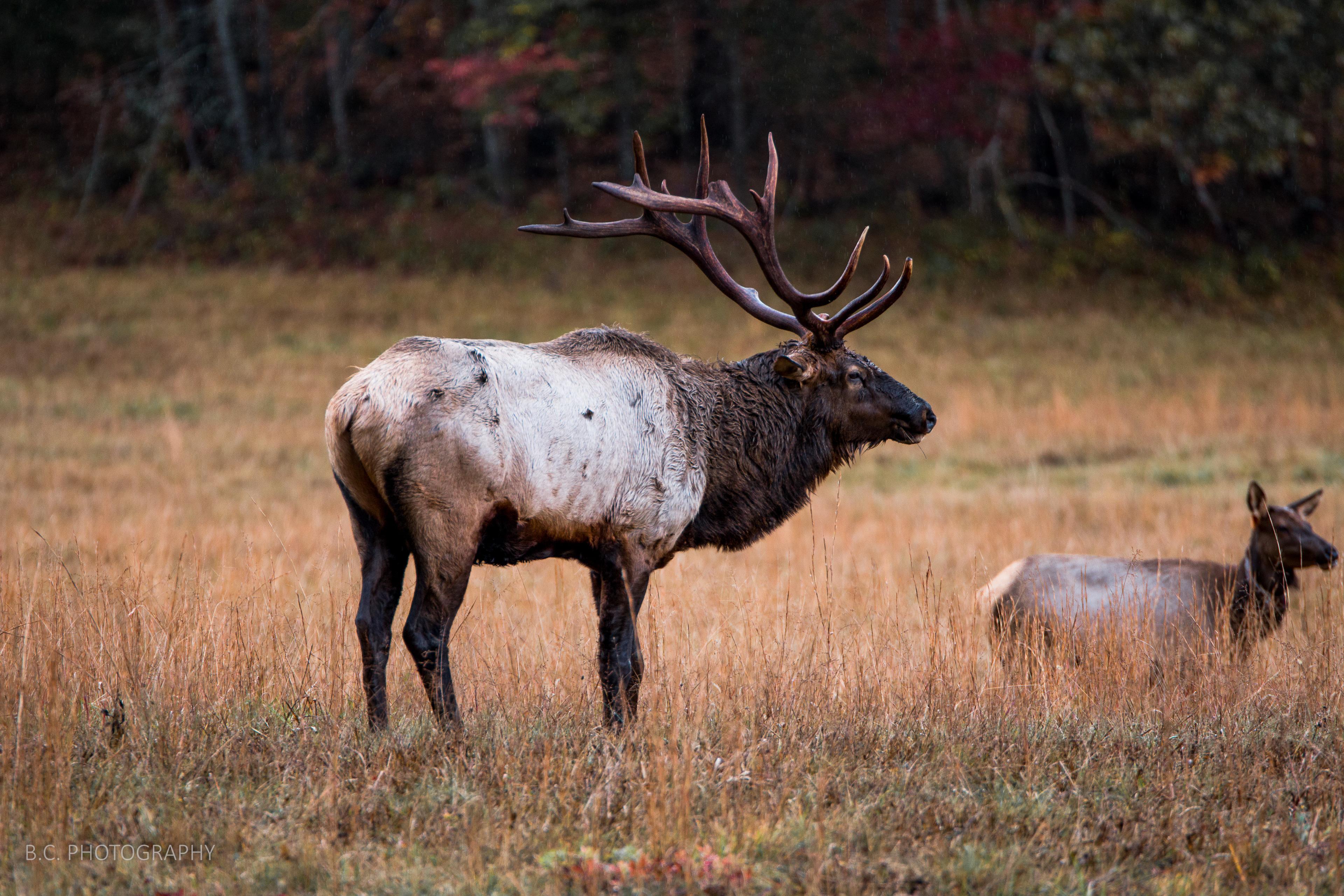 Bull Elk, Cataloochee Valley, Great Smoky Mountains of North Carolina
