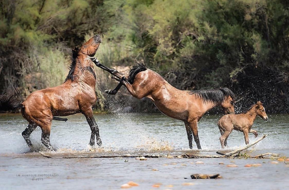 Stallion gets too close and prompts a swift kick to the head r