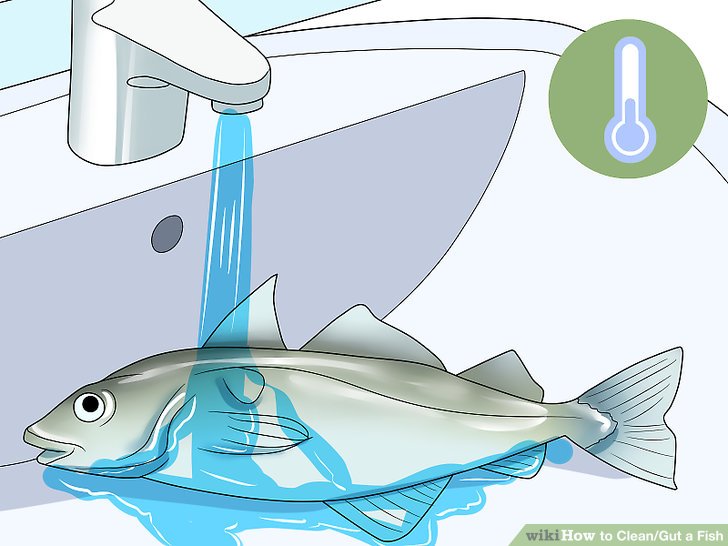 How to bathe your fish r/disneyvacation