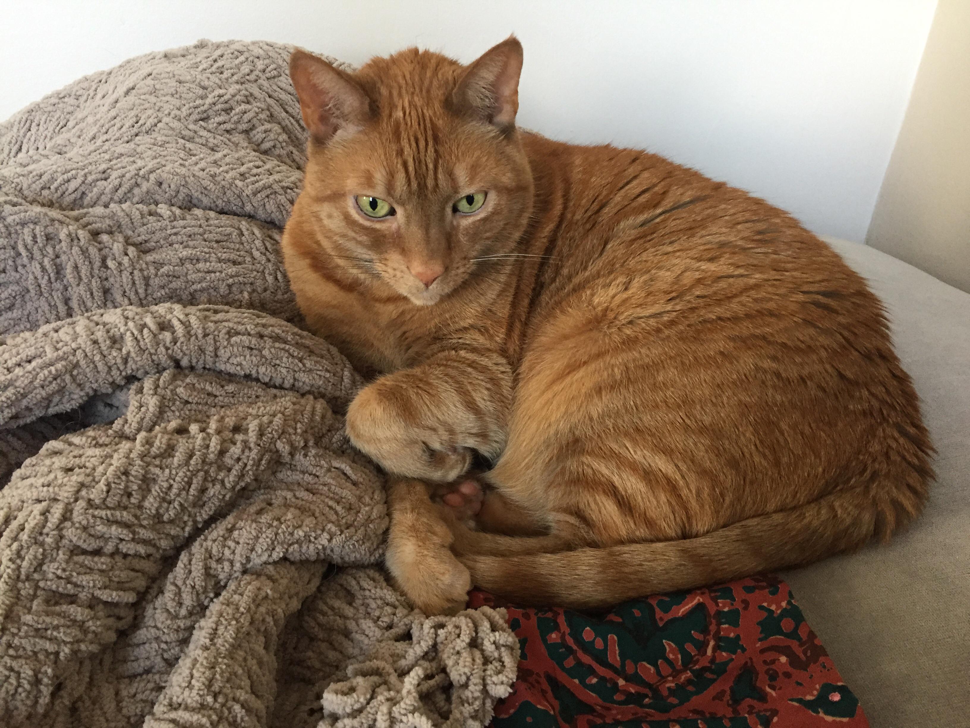 Goodbye, my beloved kitty. It’s been a week and I miss you more each