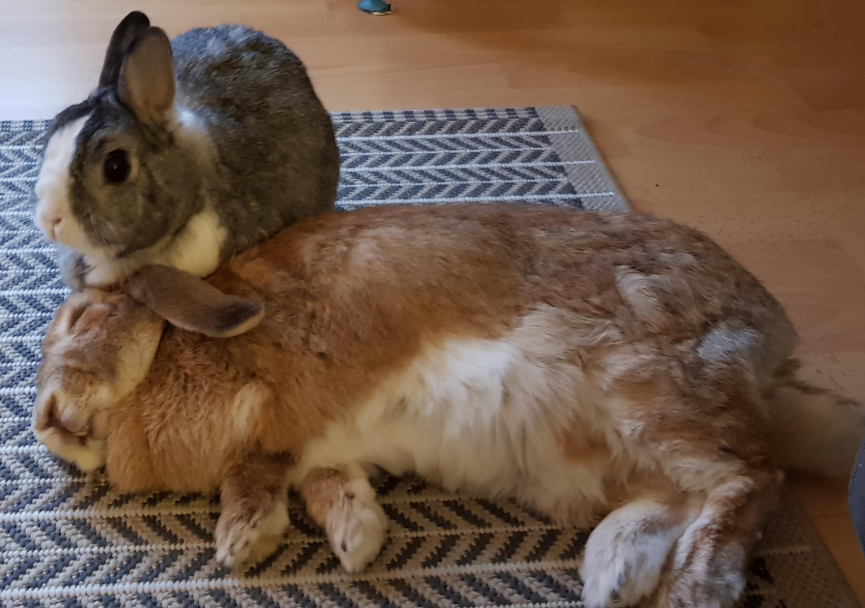 No bunnies were hurt in the making of this photo r/Rabbits