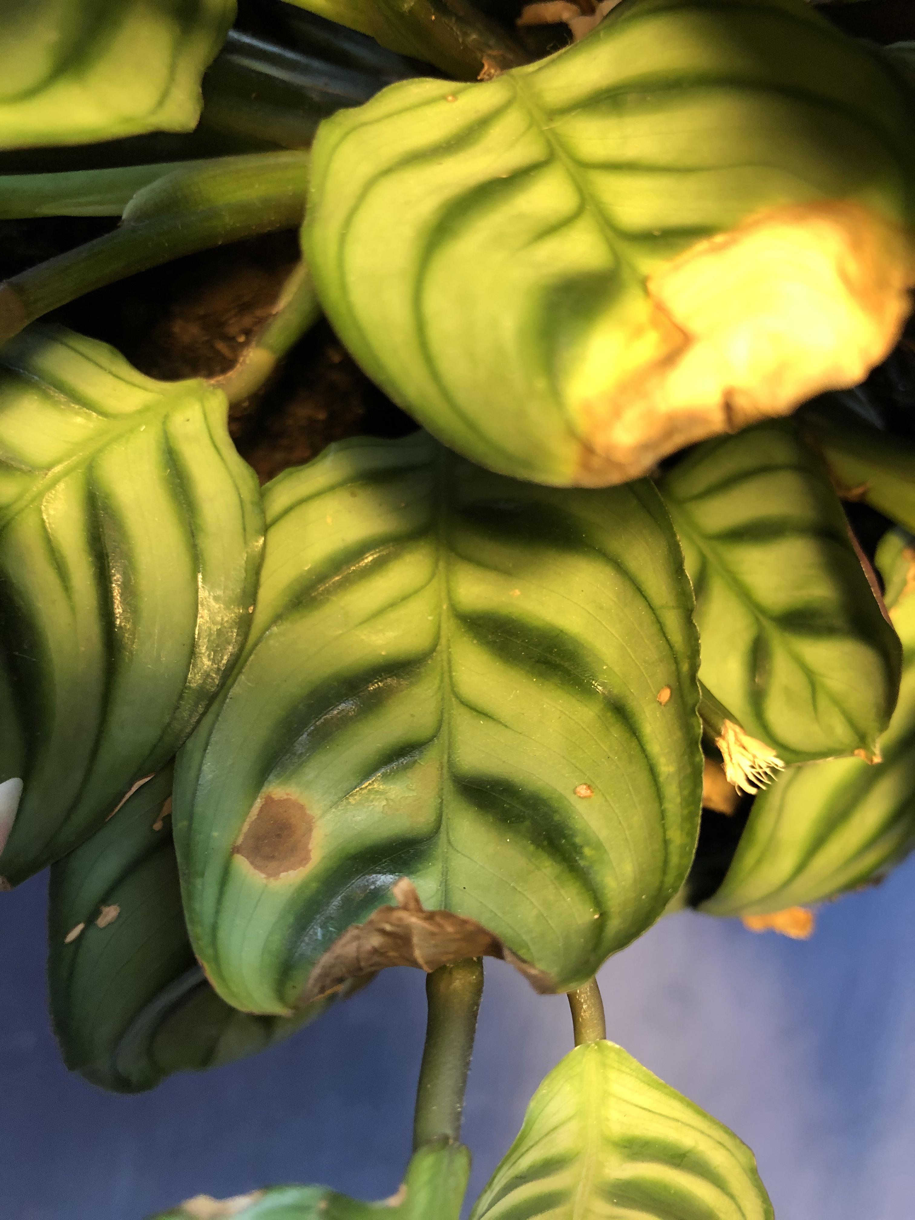 i just got this calathea burle marx from an online facebook seller. are these brown spots signs