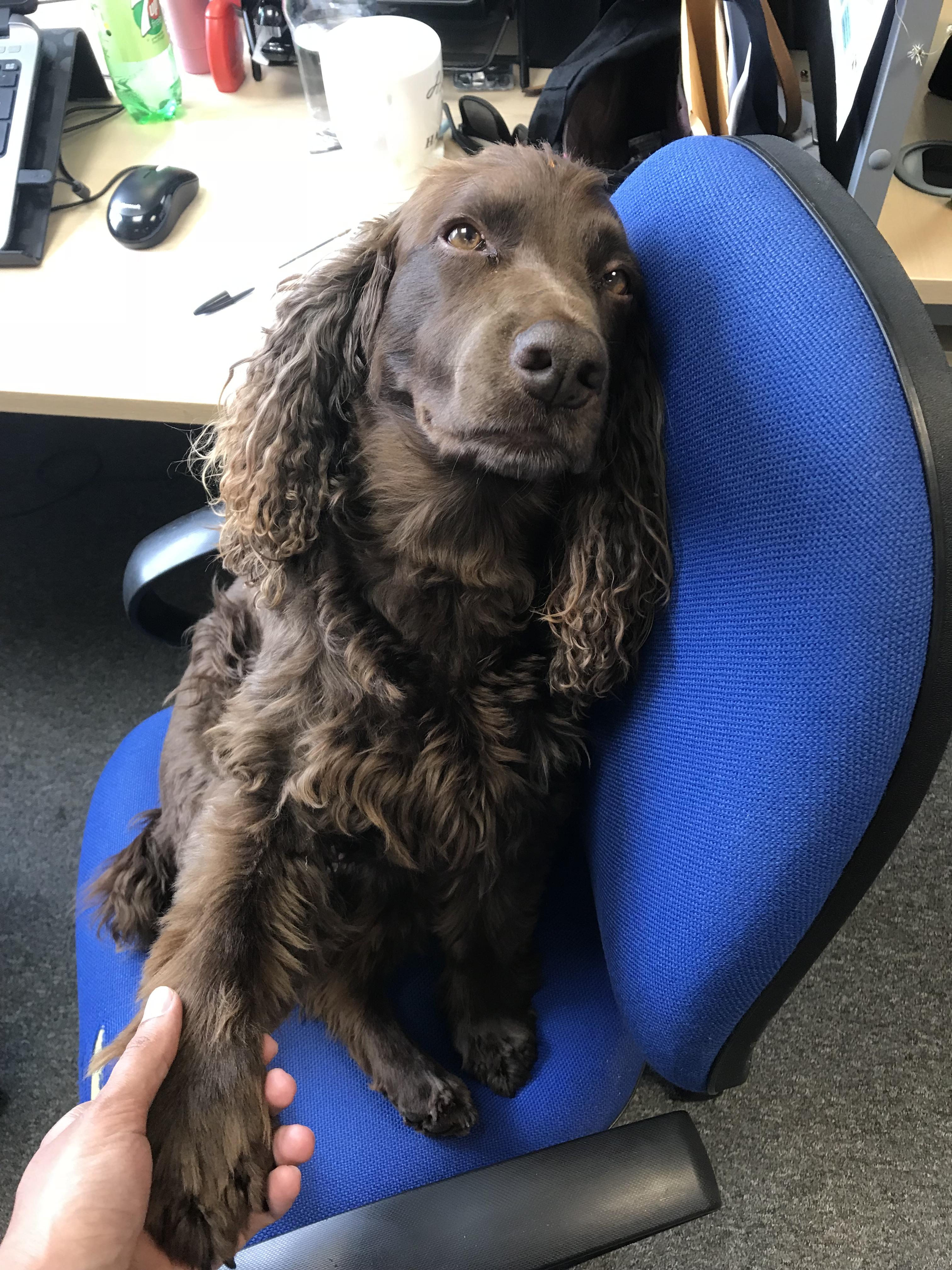 This is one of our office dogs, Sammi! He sits on chairs without any