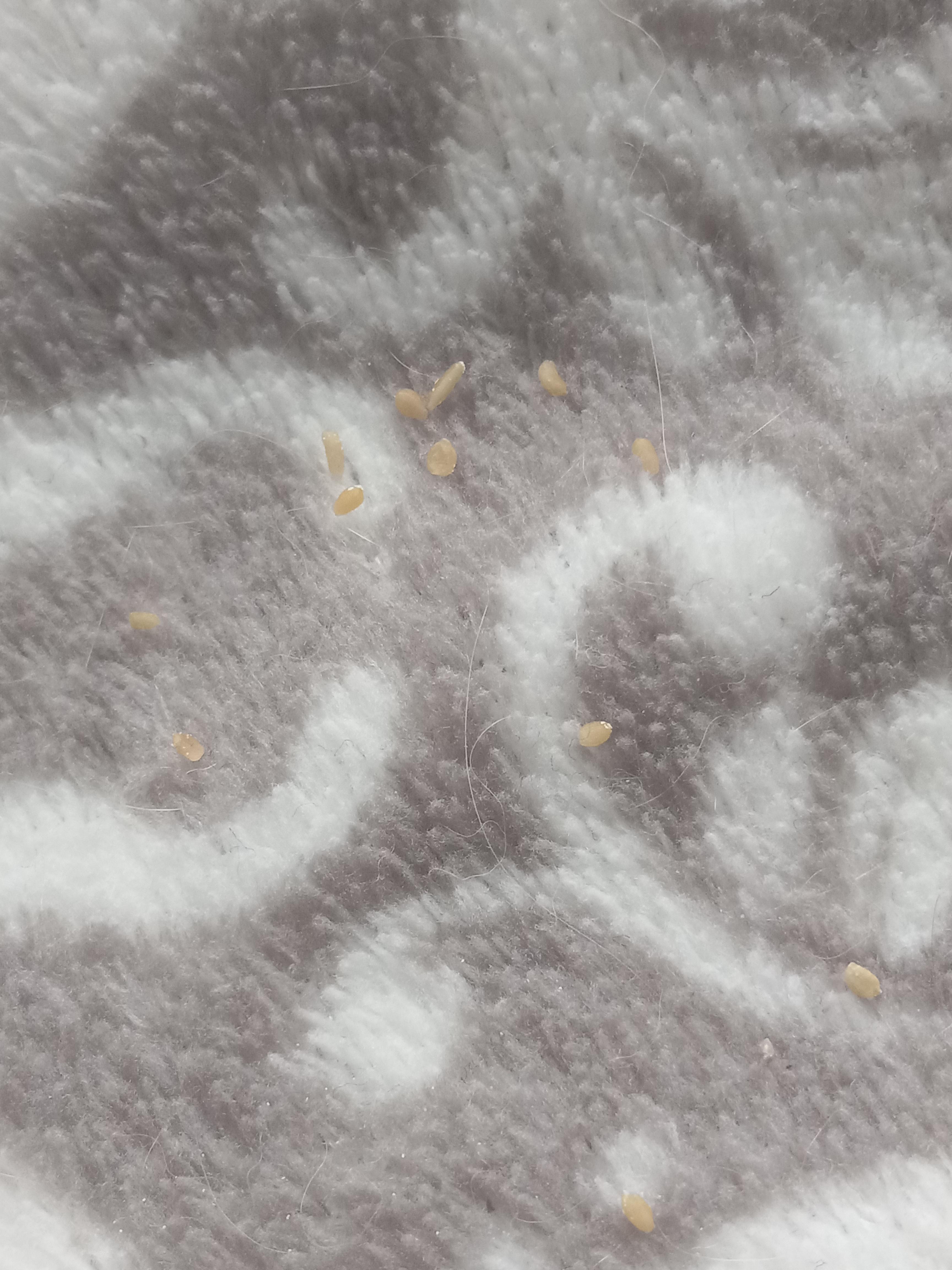 Found where my cat sleeps. Any idea what they are? Not larva or