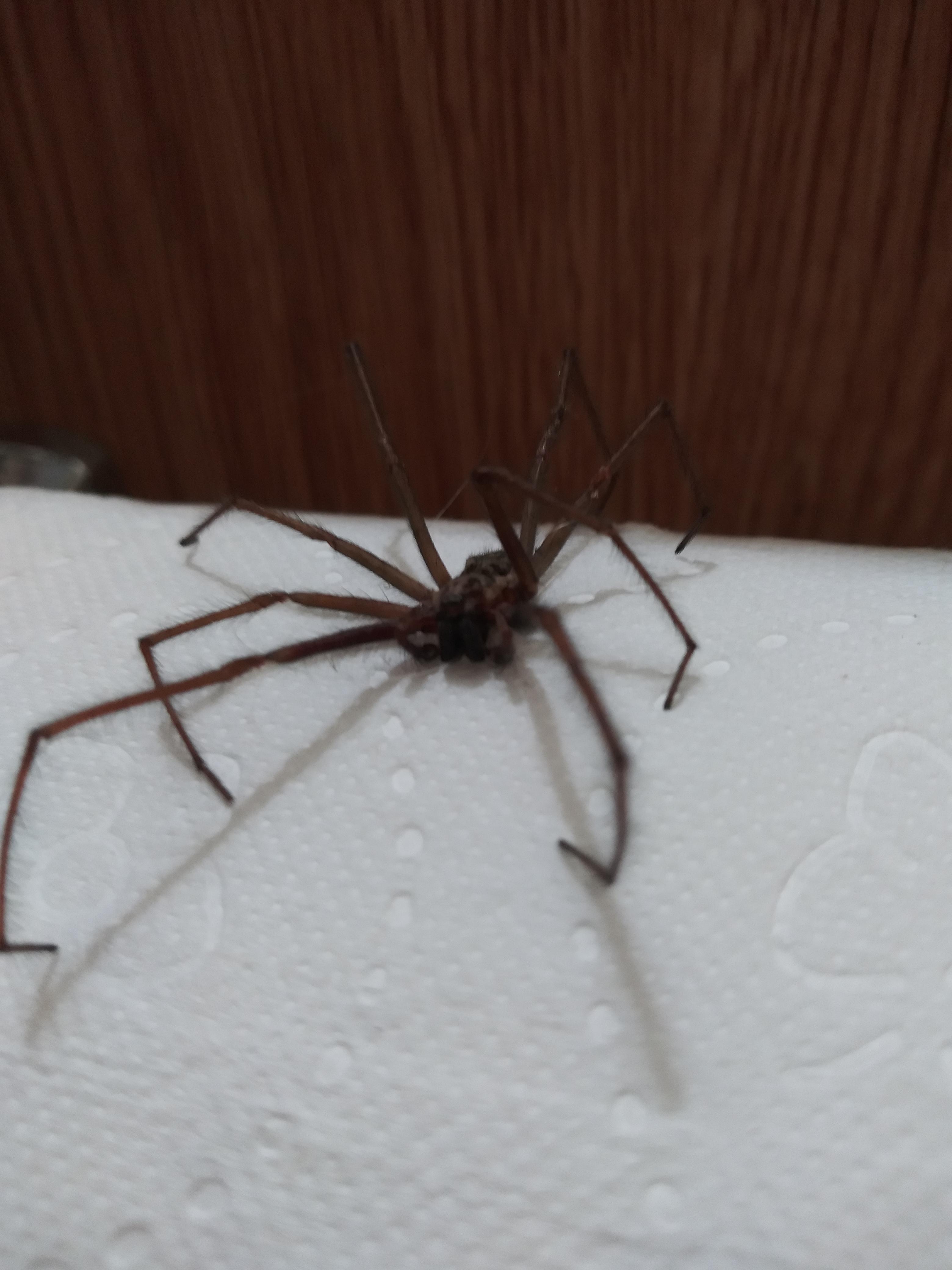Toilet Paper Spider