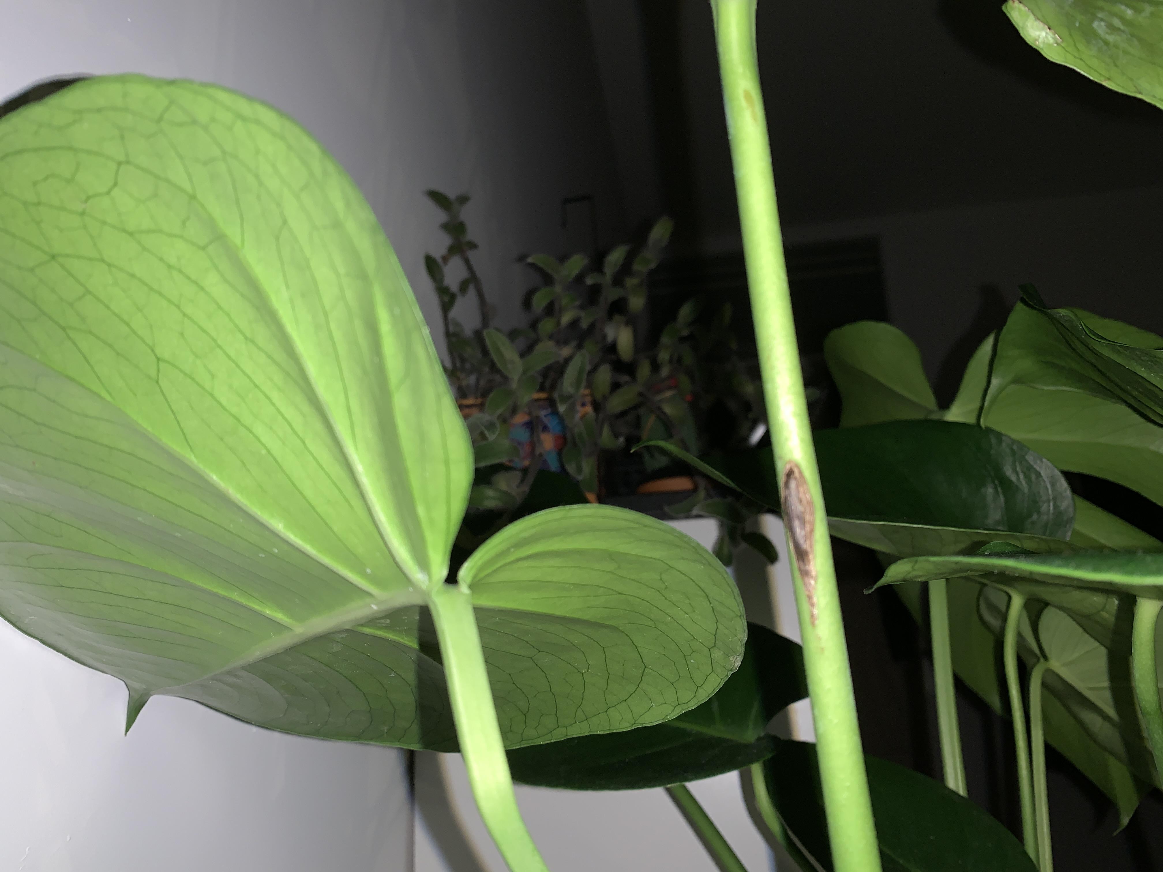 Black spots on stems r/Monstera