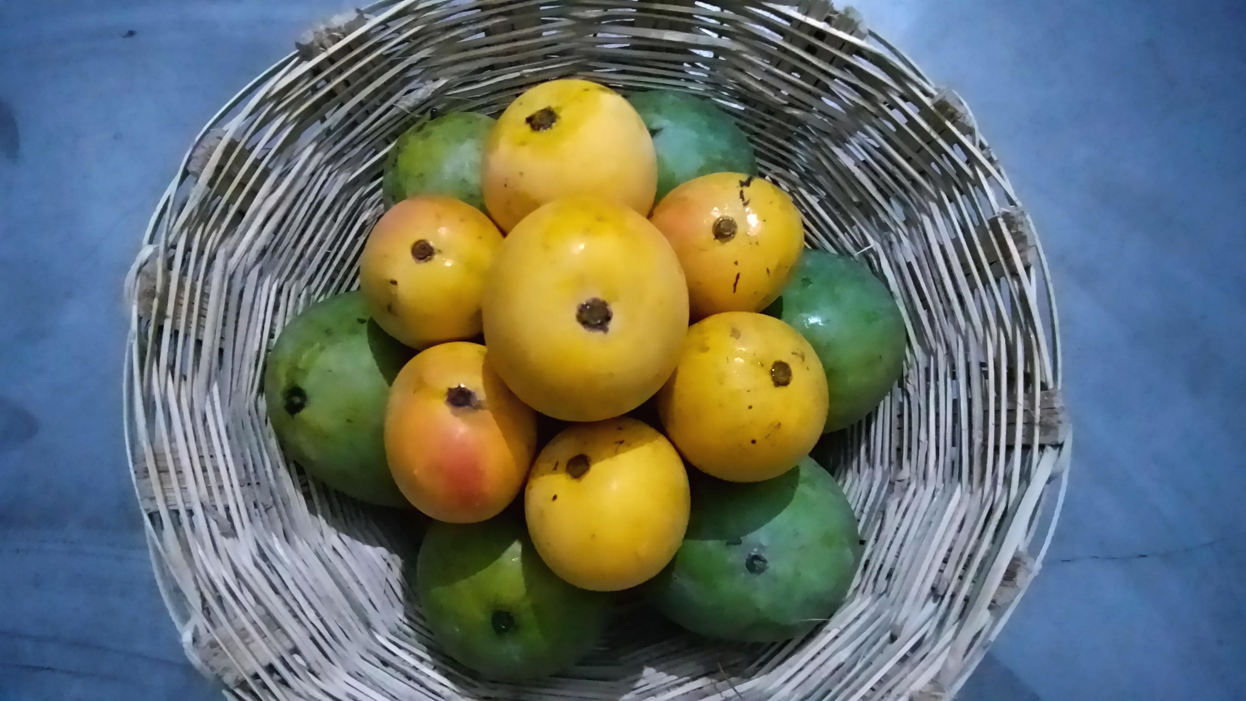 Mangoes from my Orchard, Sitamarhi, India r/gardening