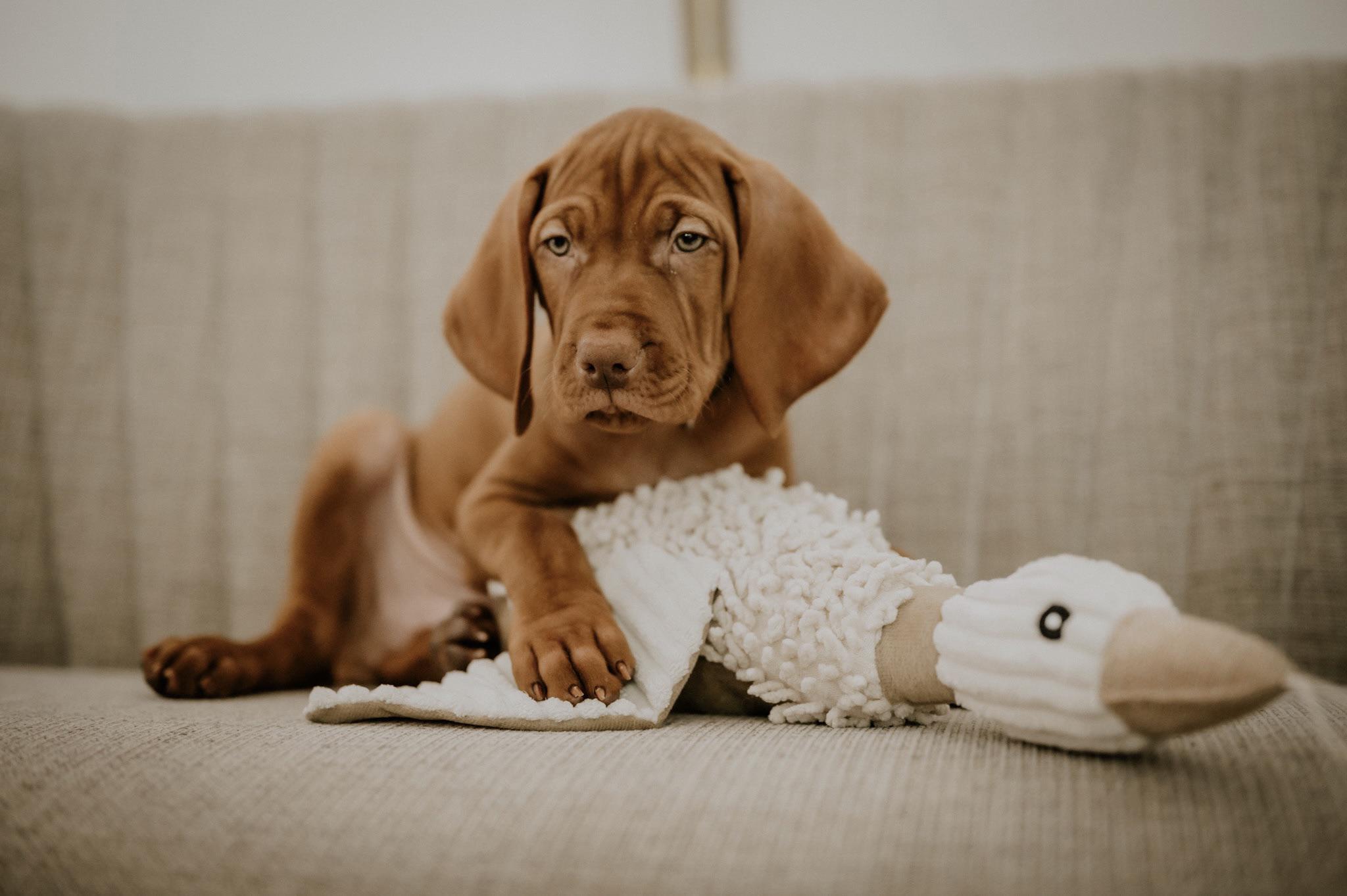 vizsla puppy wrinkles are the cutest r/vizsla