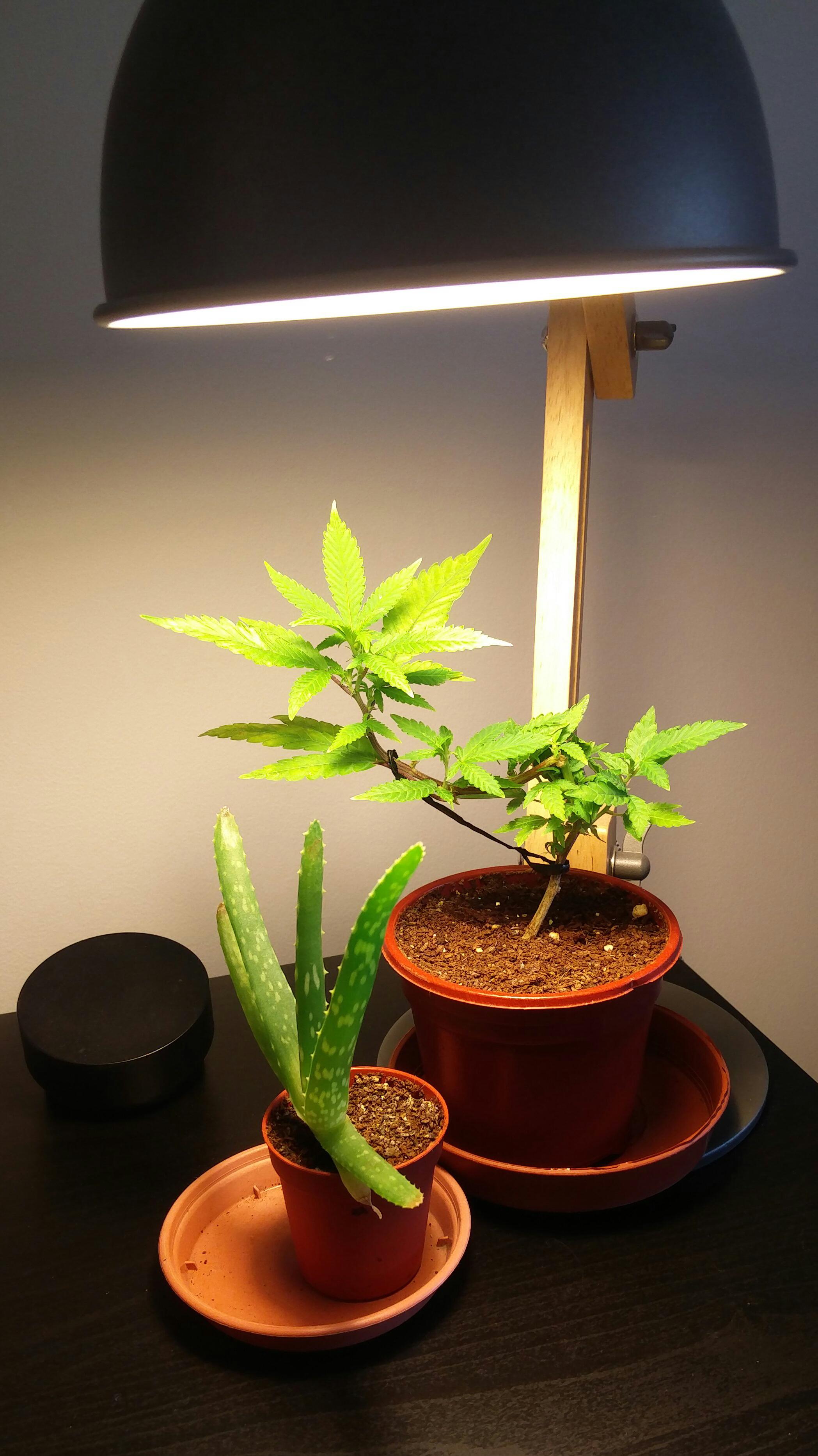 been growing these under a desk lamp to liven up my home working space